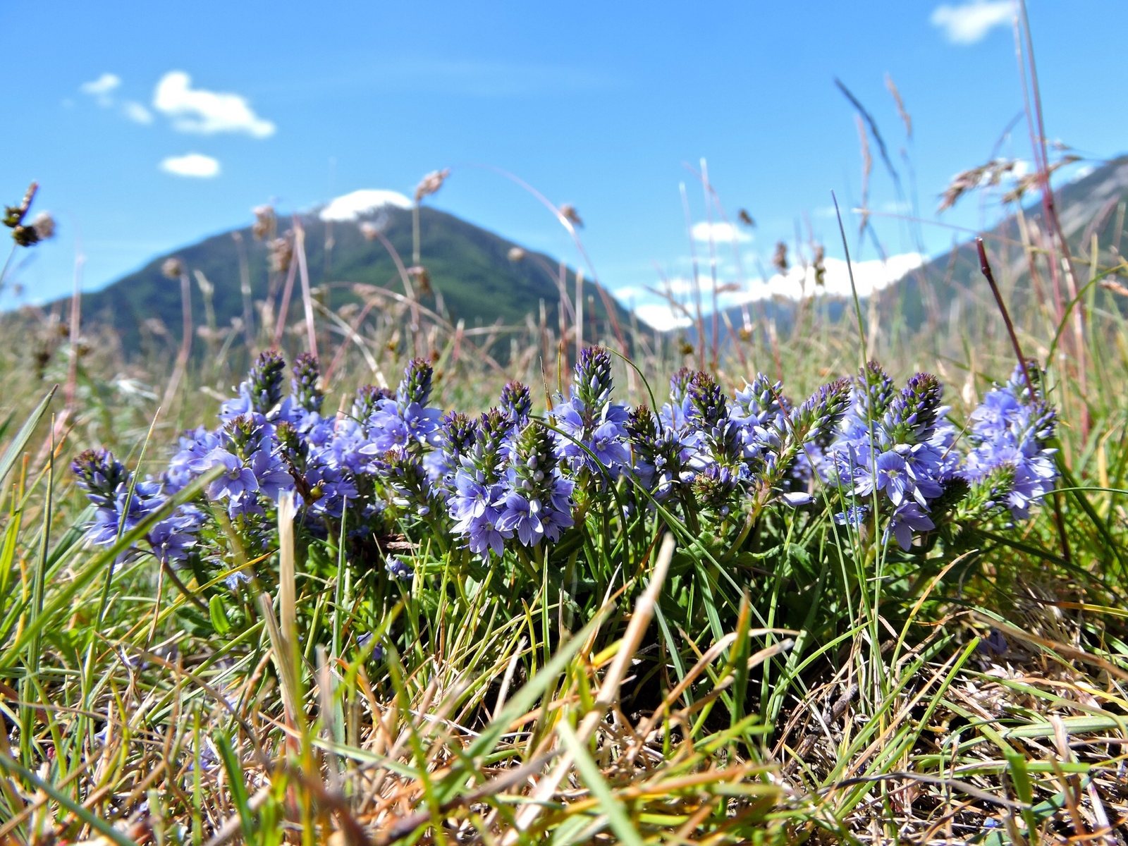 Prostrate speedwell