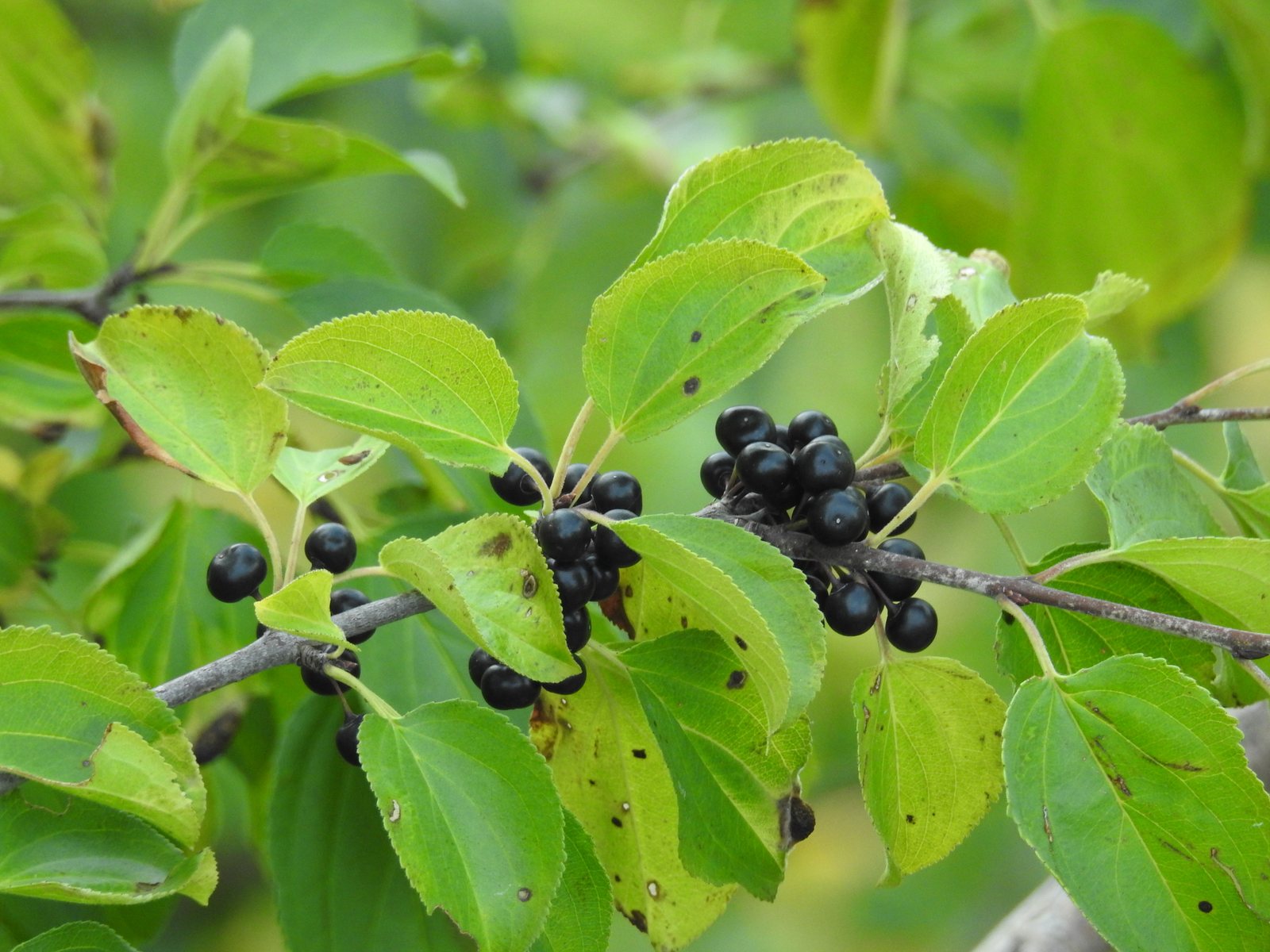 Purging buckthorn