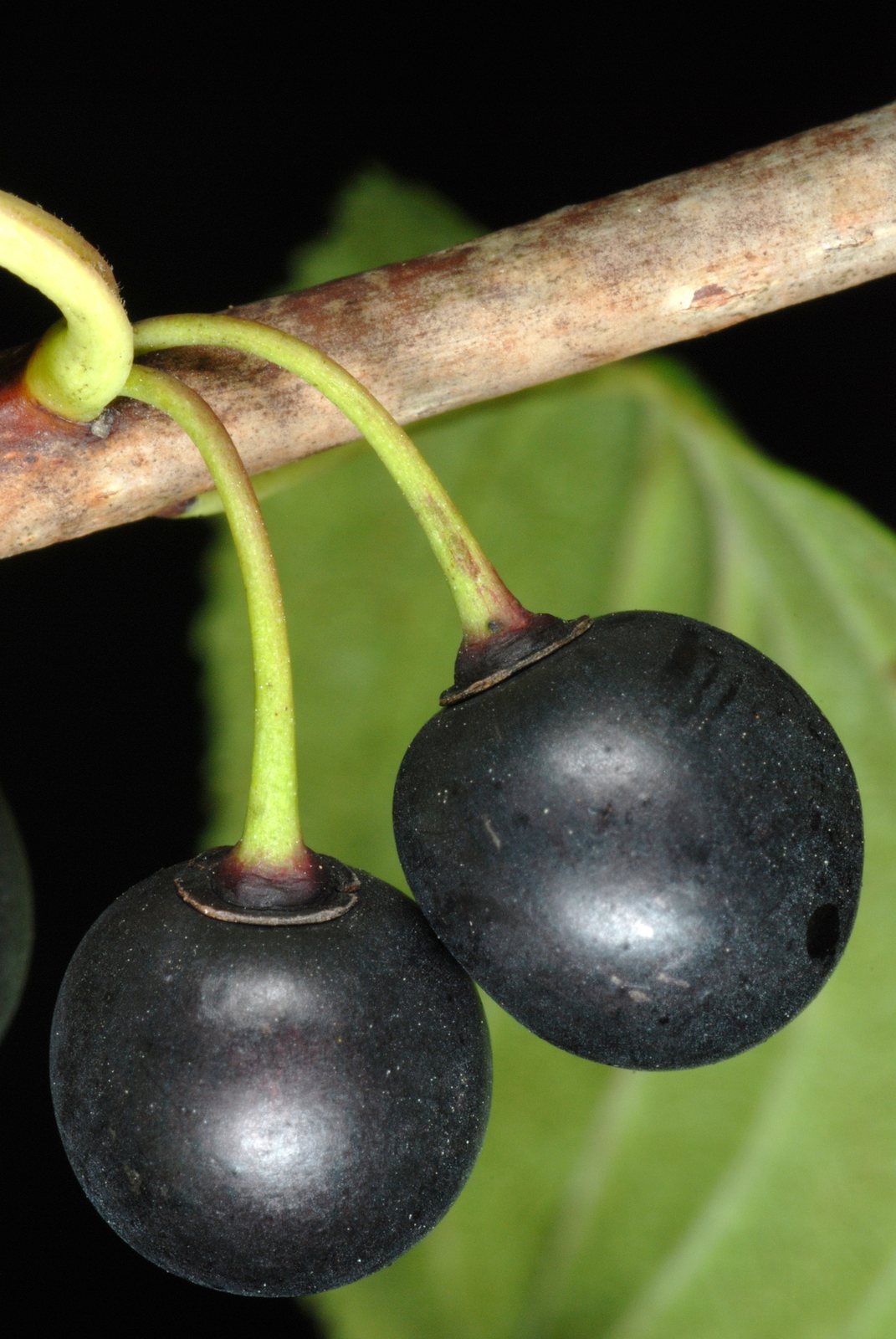 Purging buckthorn