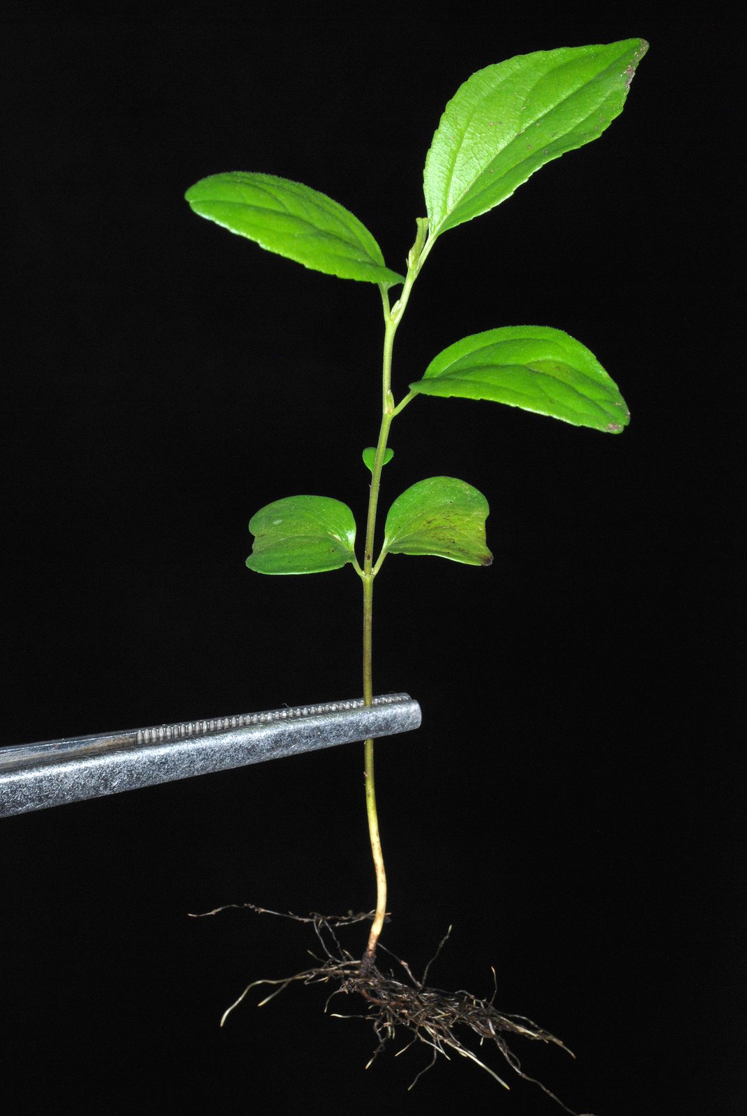 Purging buckthorn