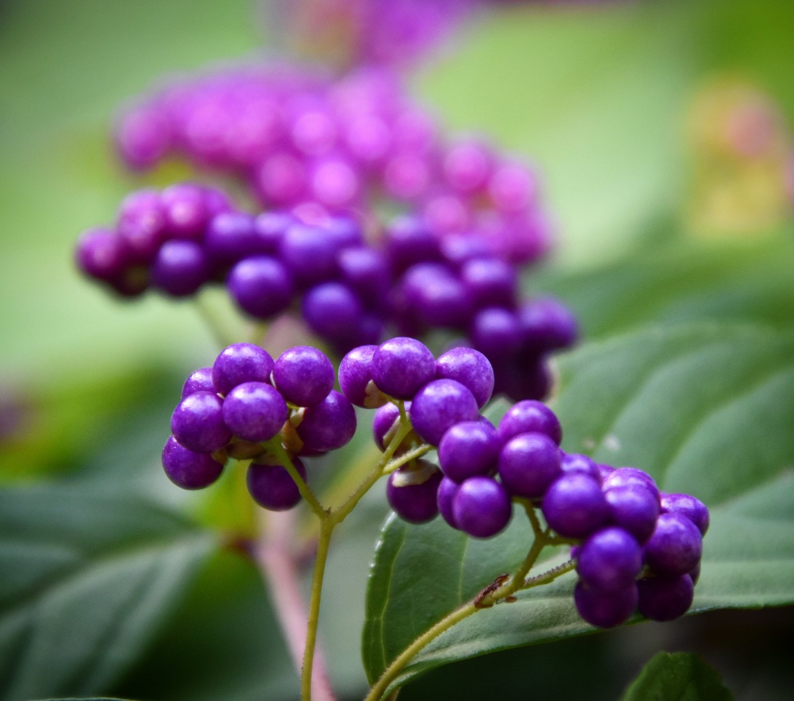 Purple beautyberry
