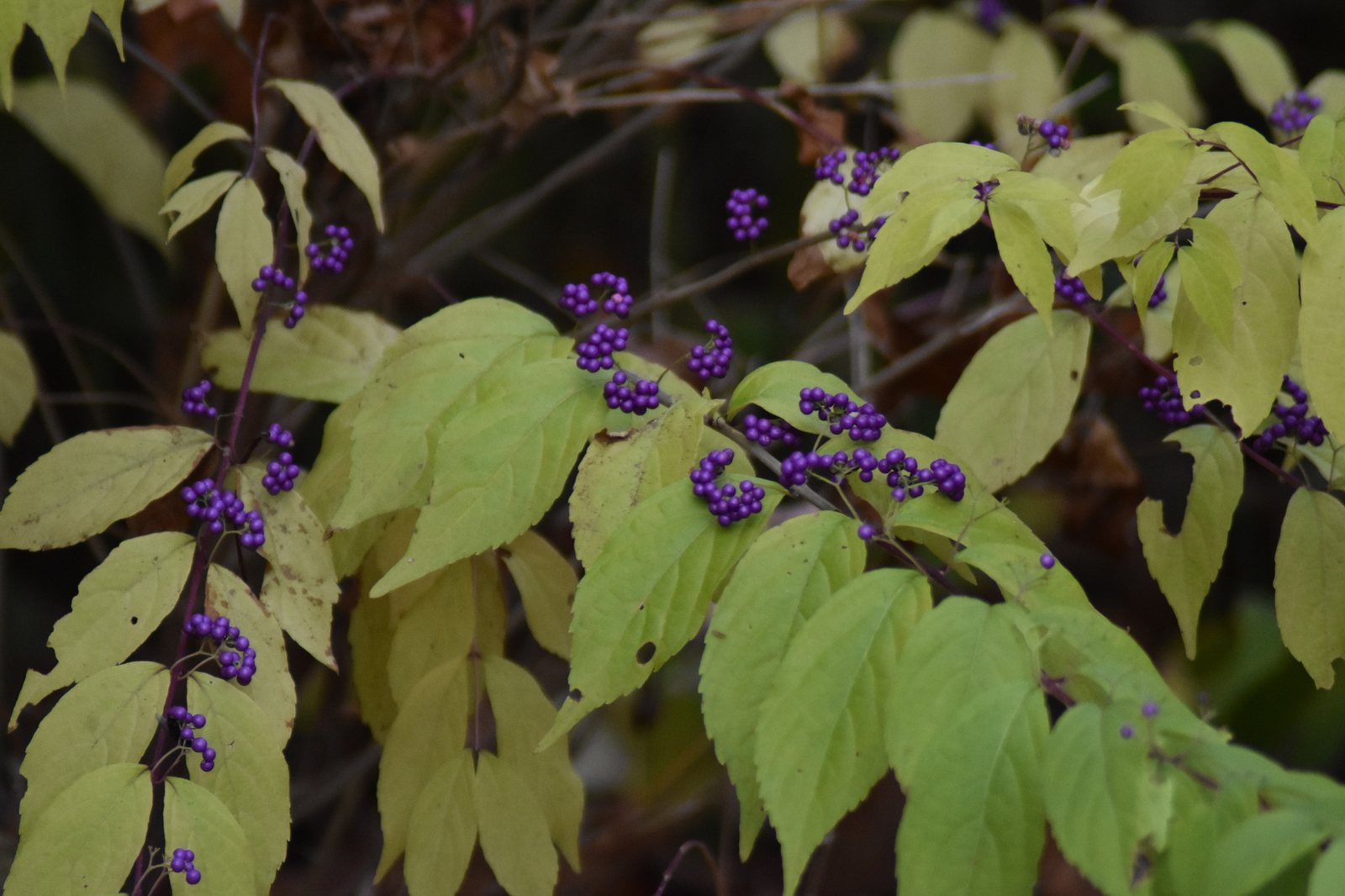 Purple beautyberry