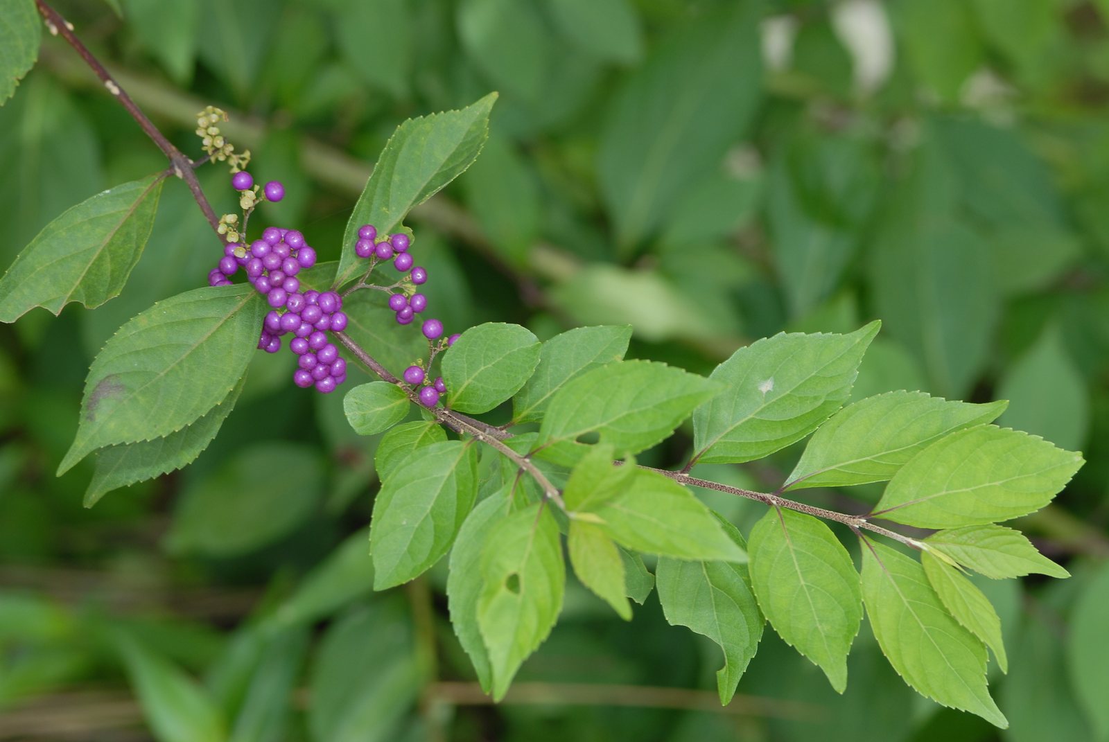 Purple beautyberry