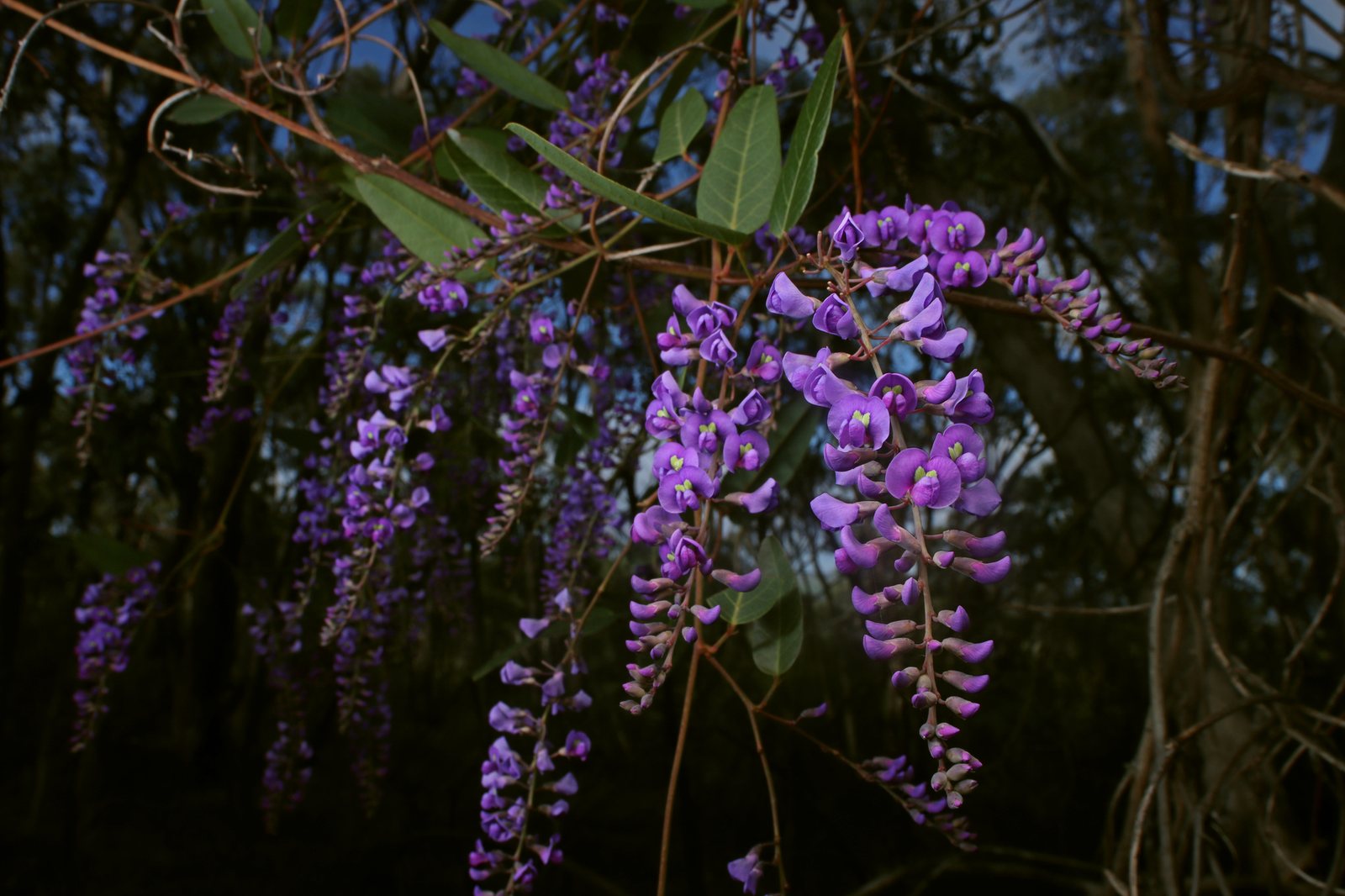Purple coral pea