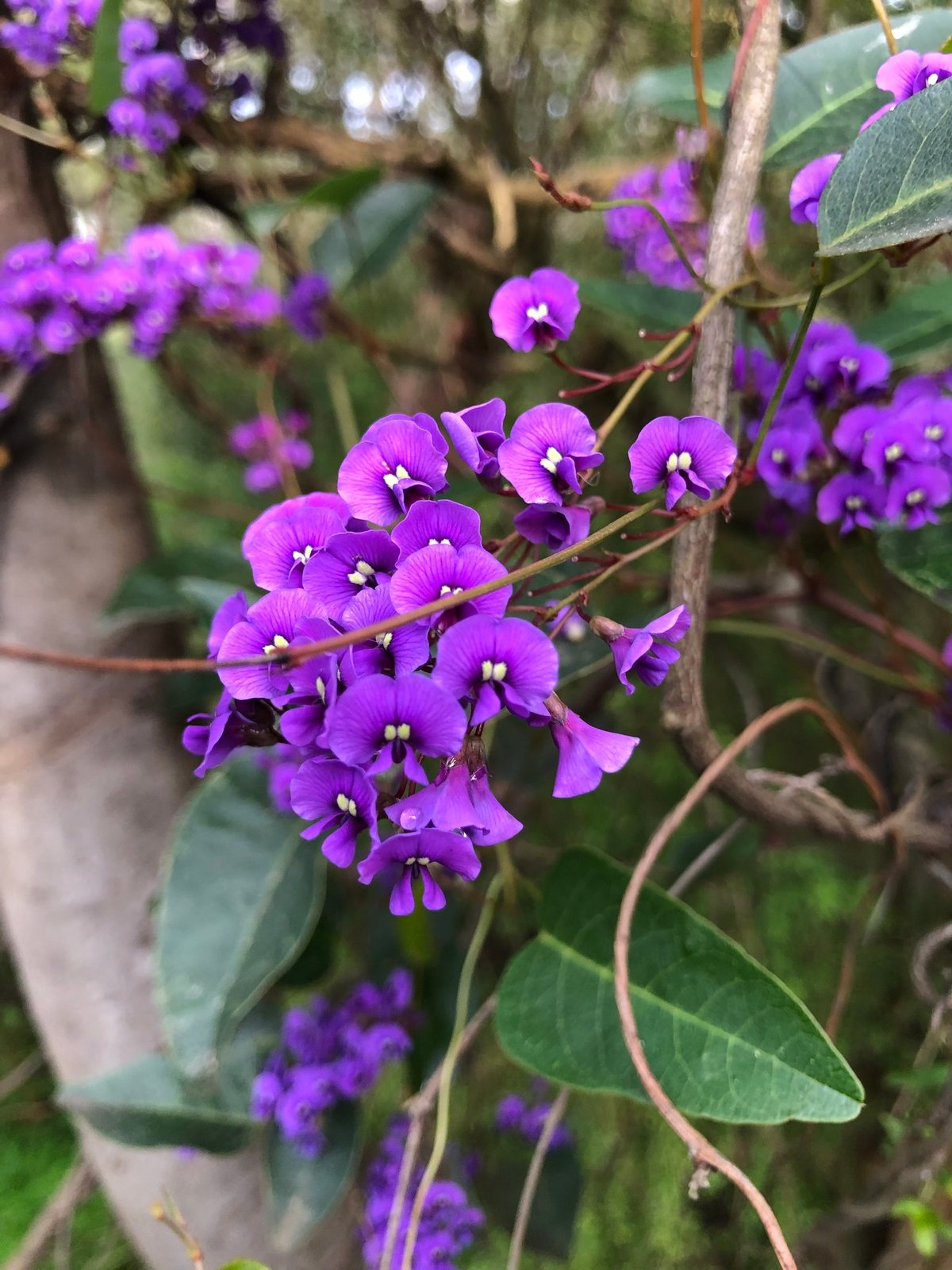 Purple coral pea