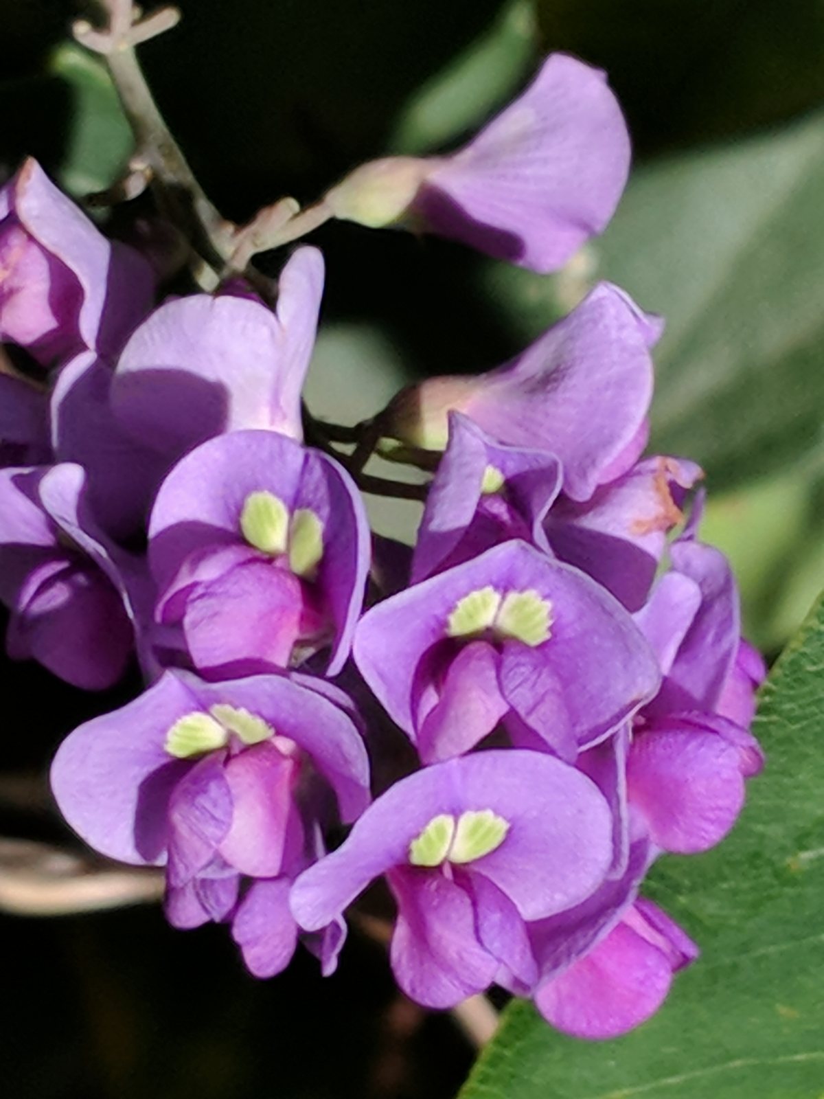 Purple coral pea