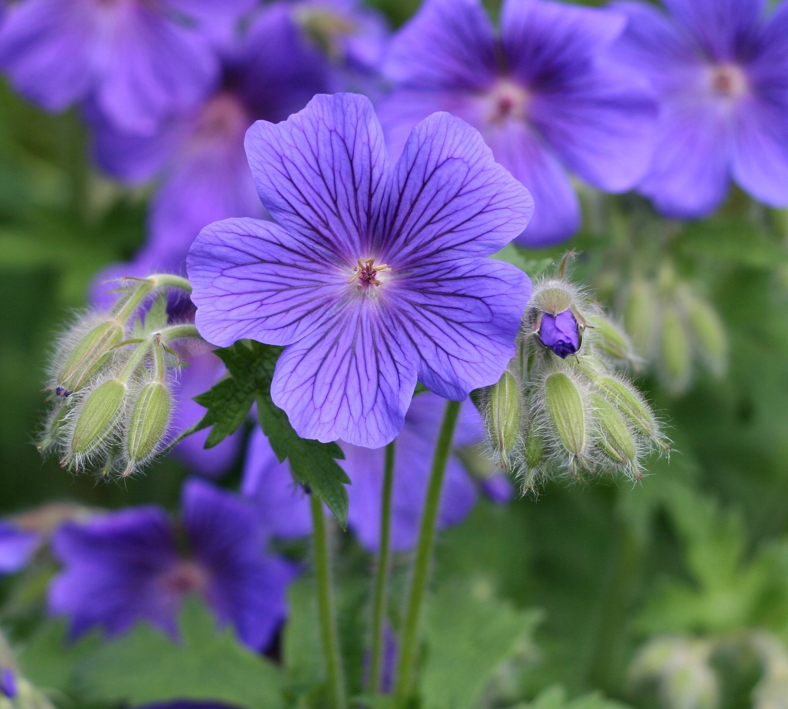 Purple cranesbill