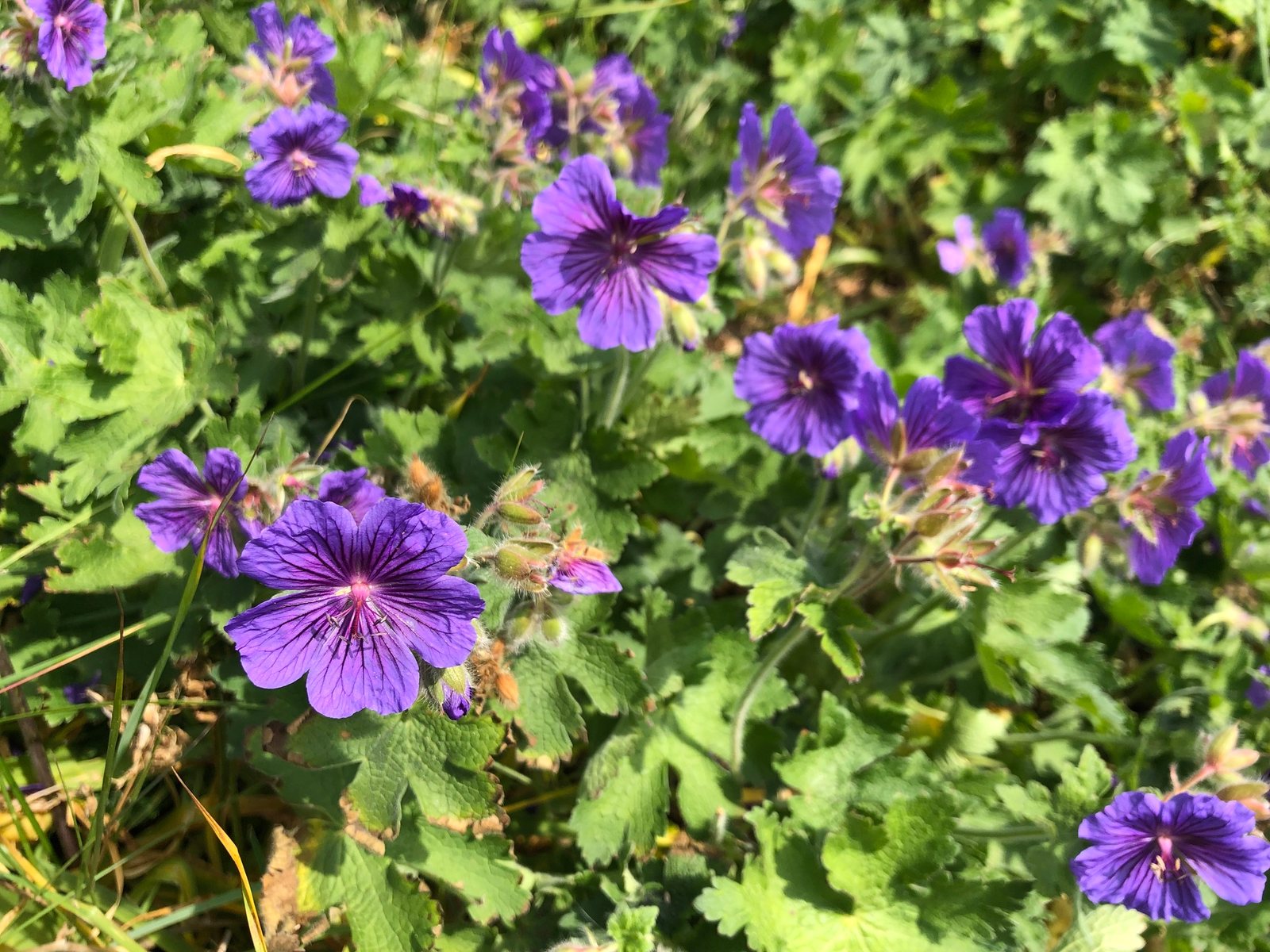 Purple cranesbill
