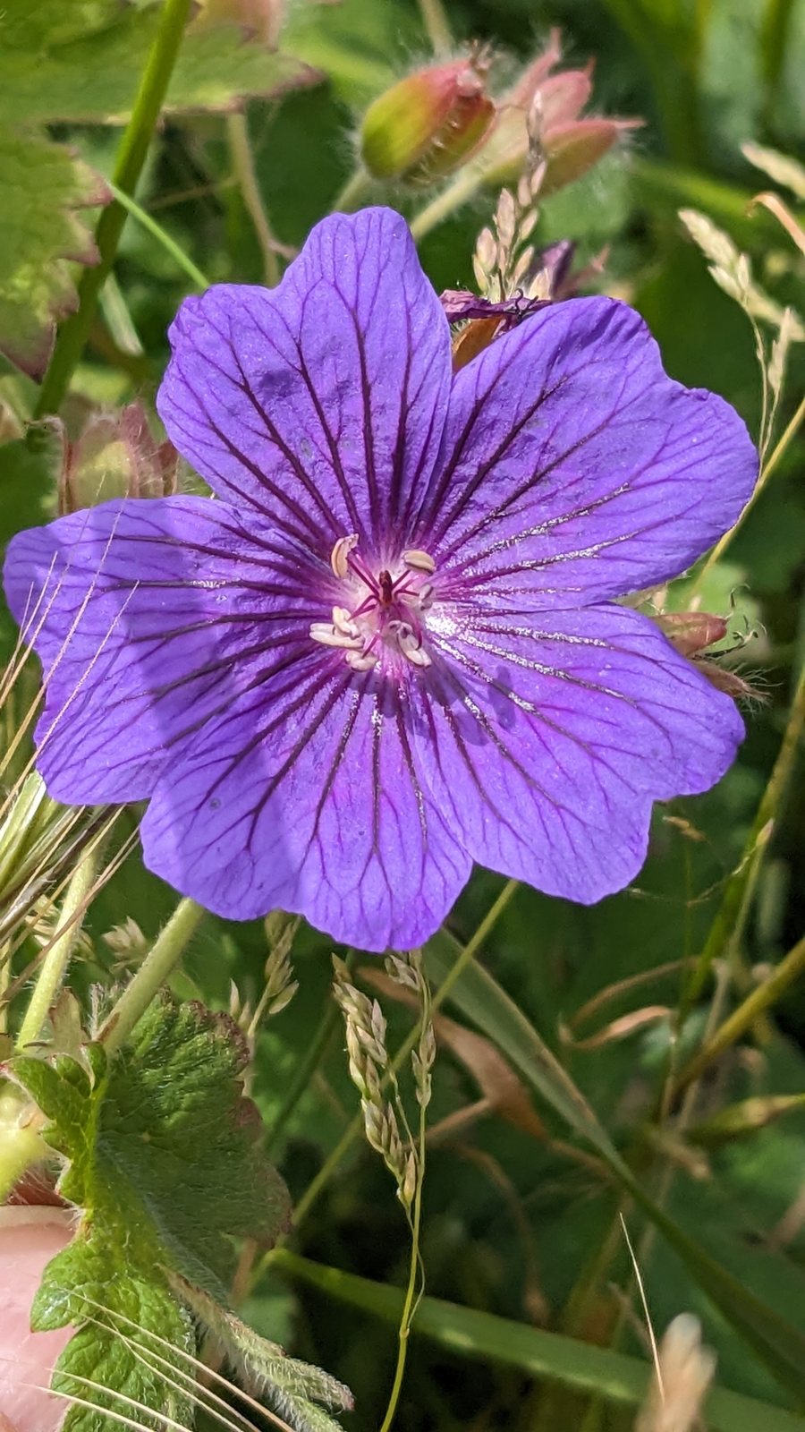 Purple cranesbill
