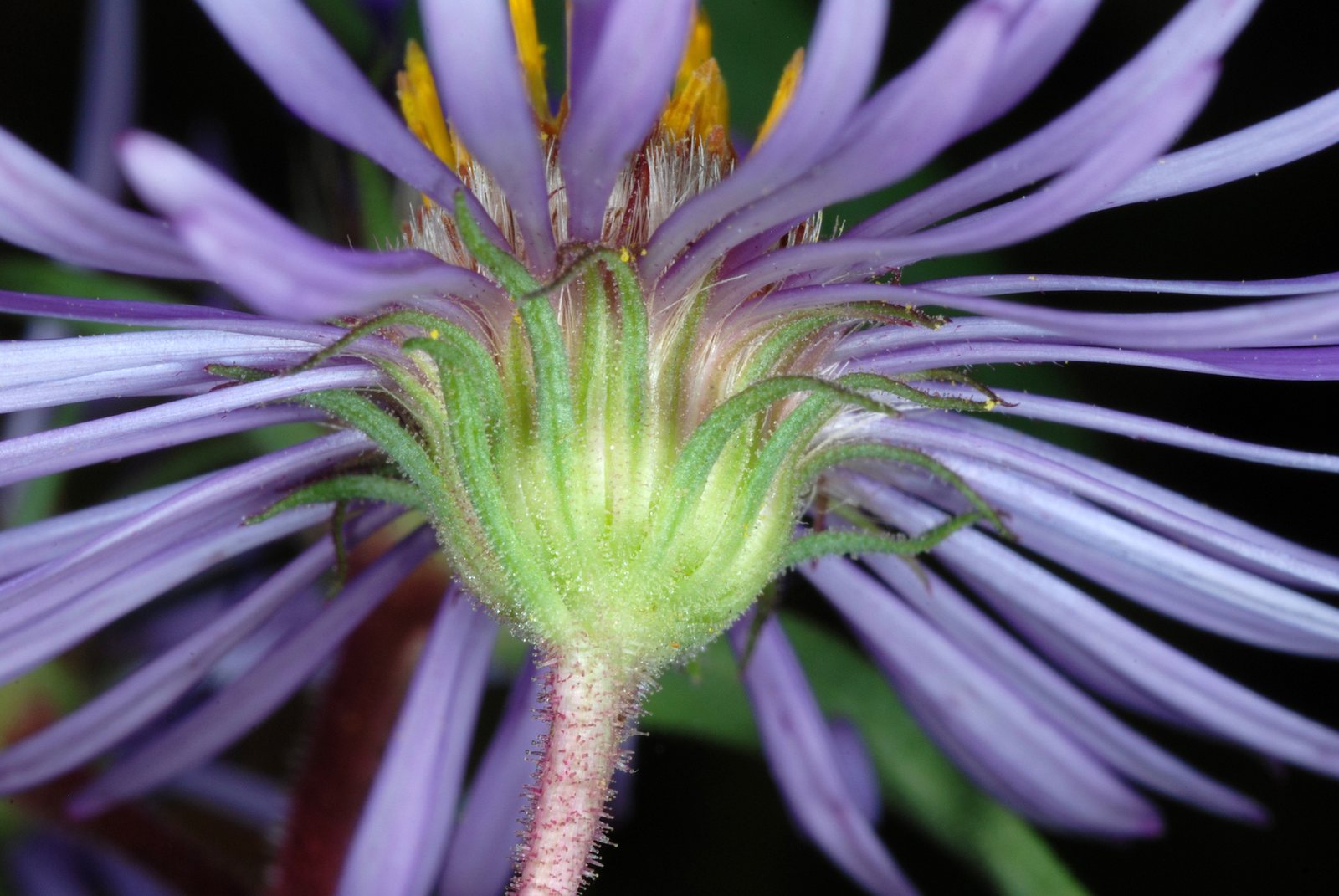 Purple Dome New England aster