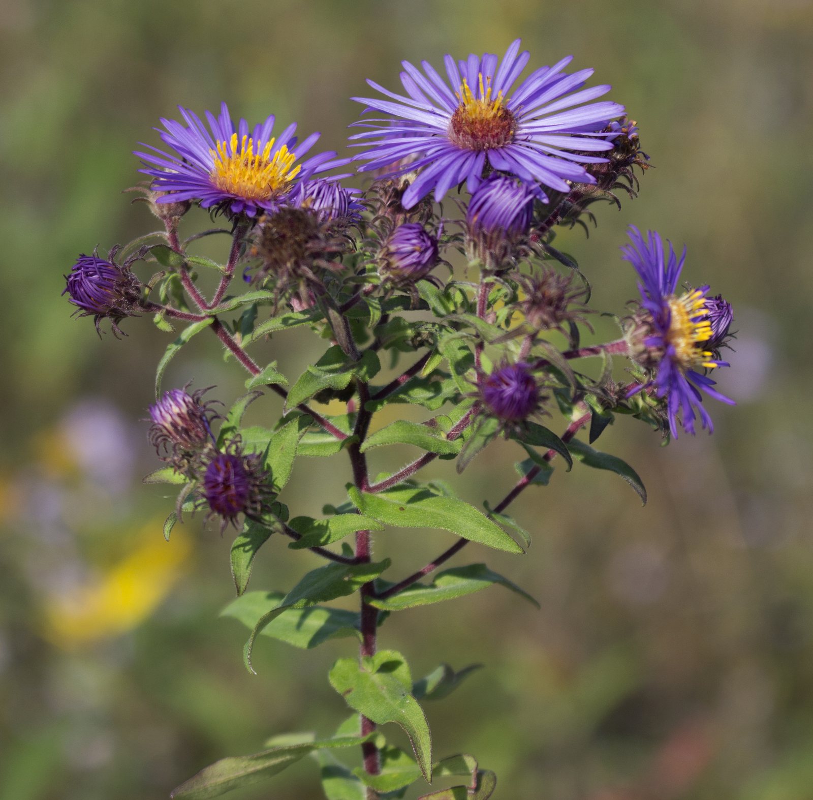 Purple Dome New England aster