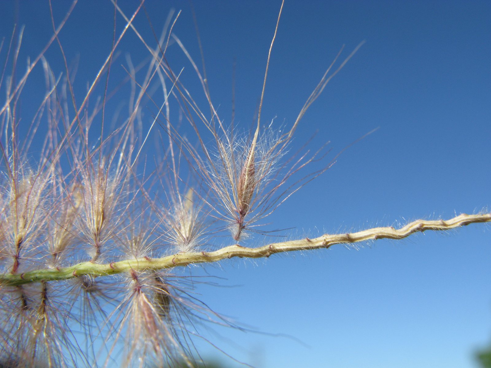 Purple fountain grass