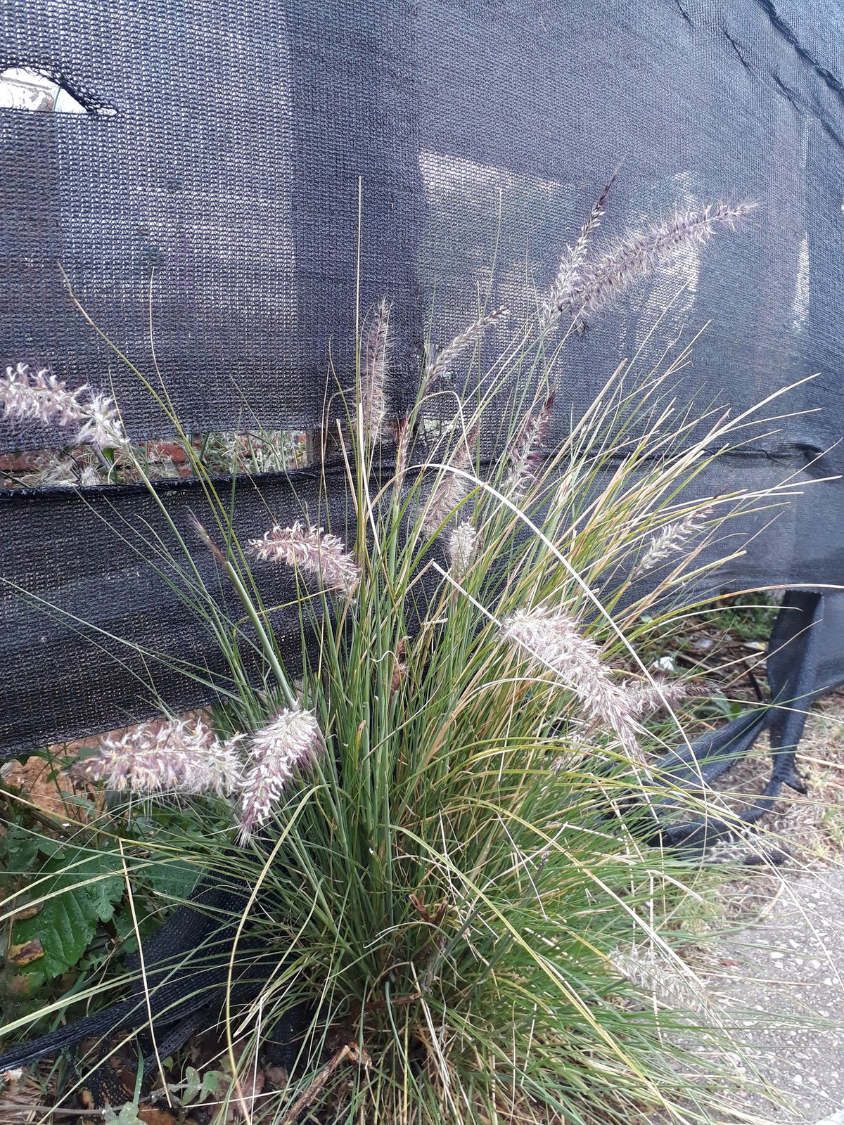 Purple fountain grass