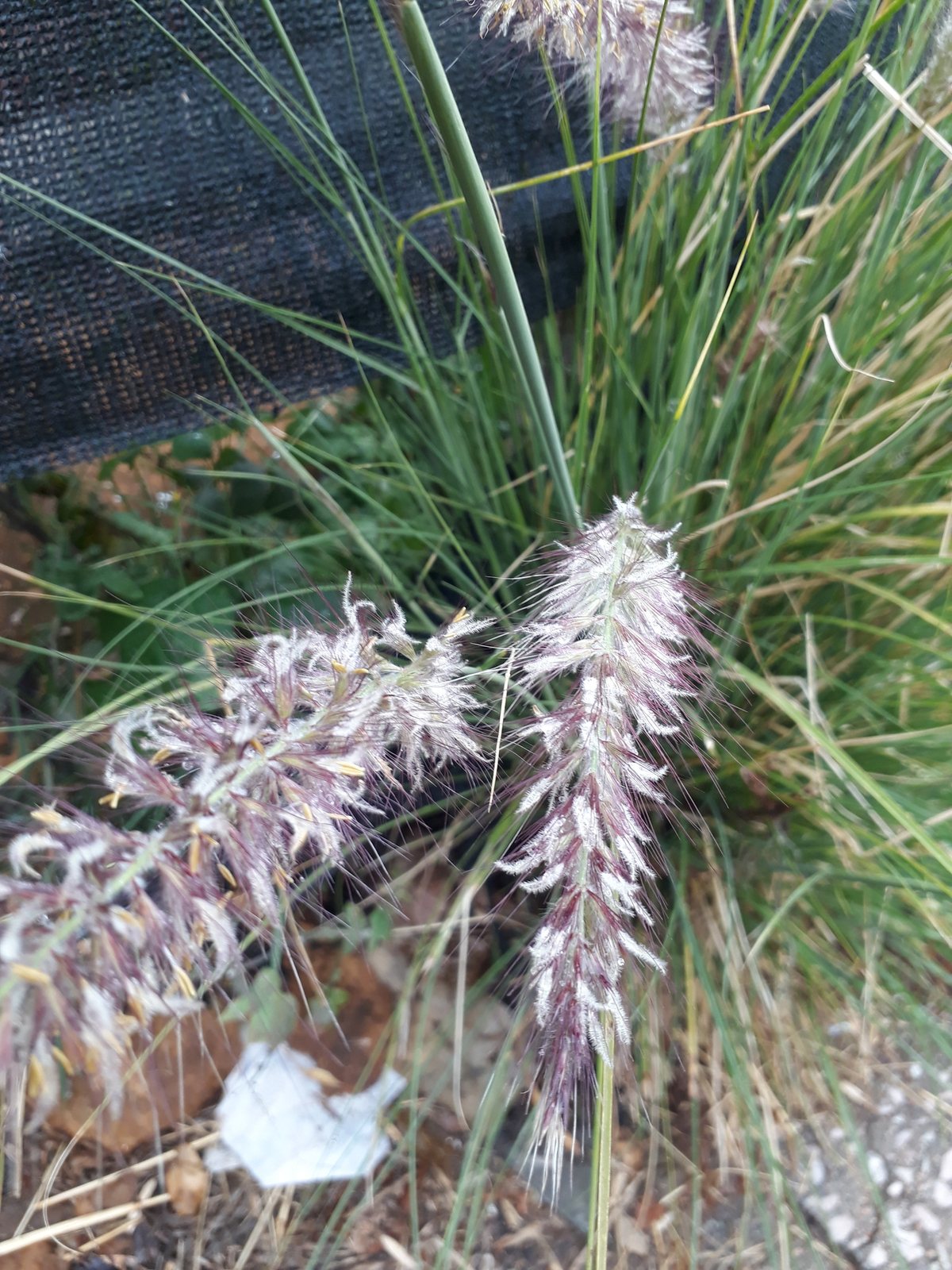 Purple fountain grass