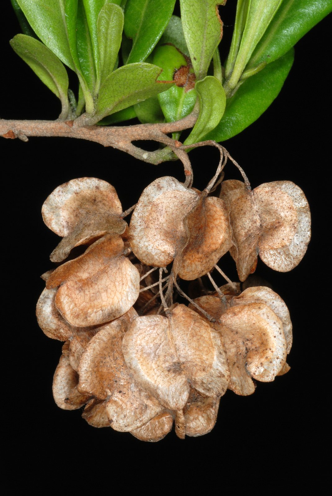 Purple hop bush