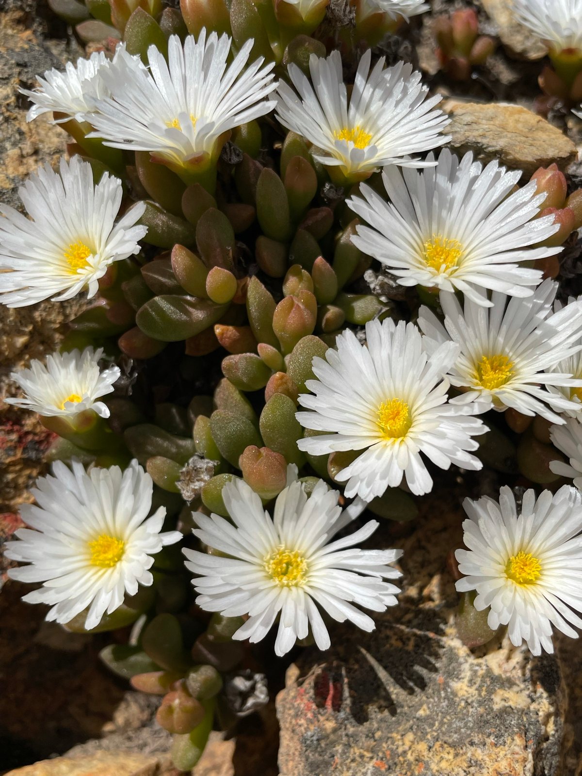 Purple ice plant