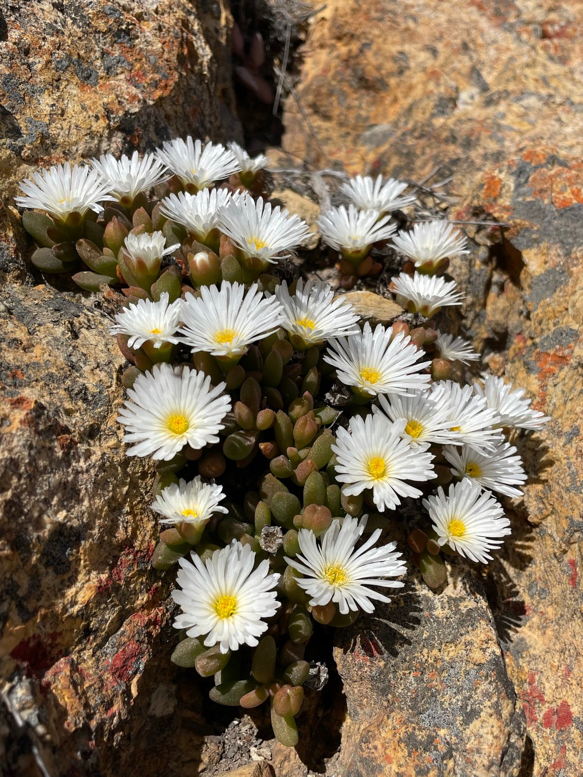 Purple ice plant