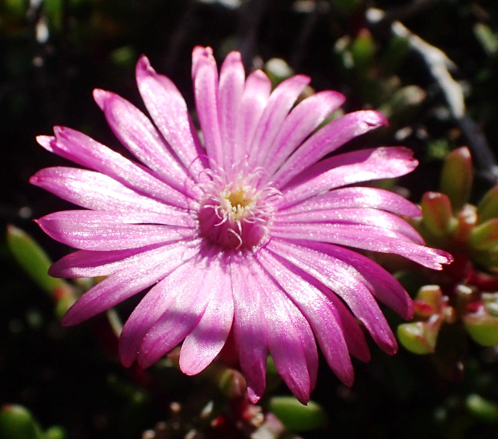Purple ice plant