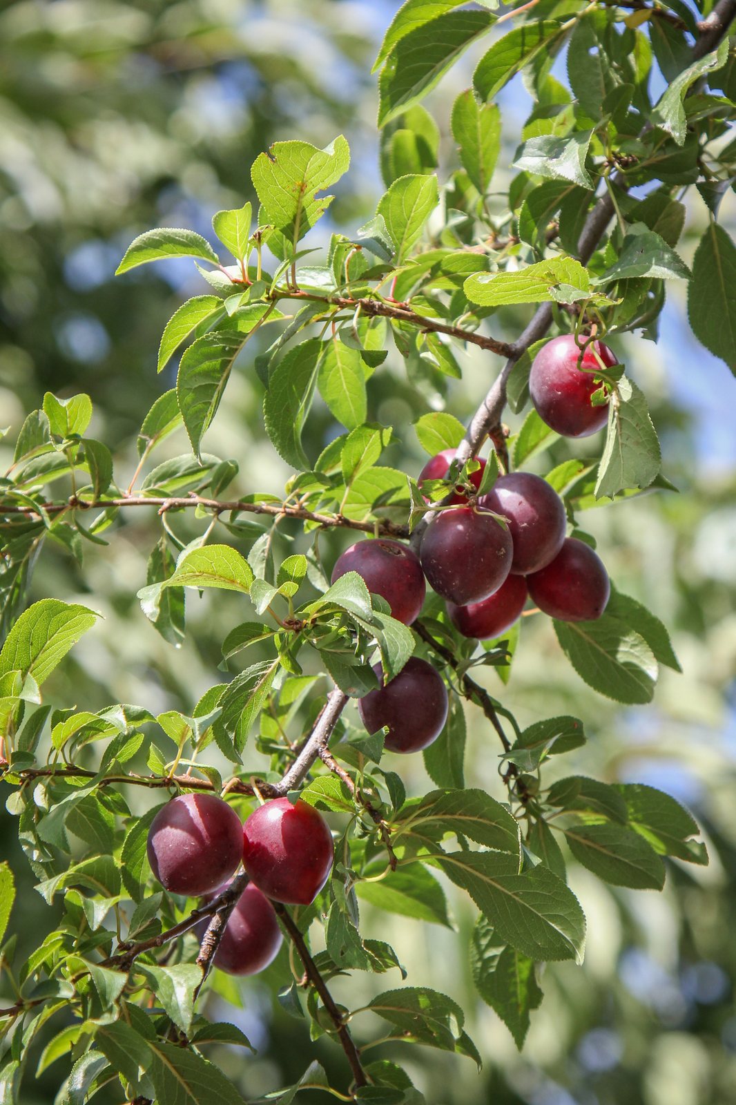 Purple-leaf plum
