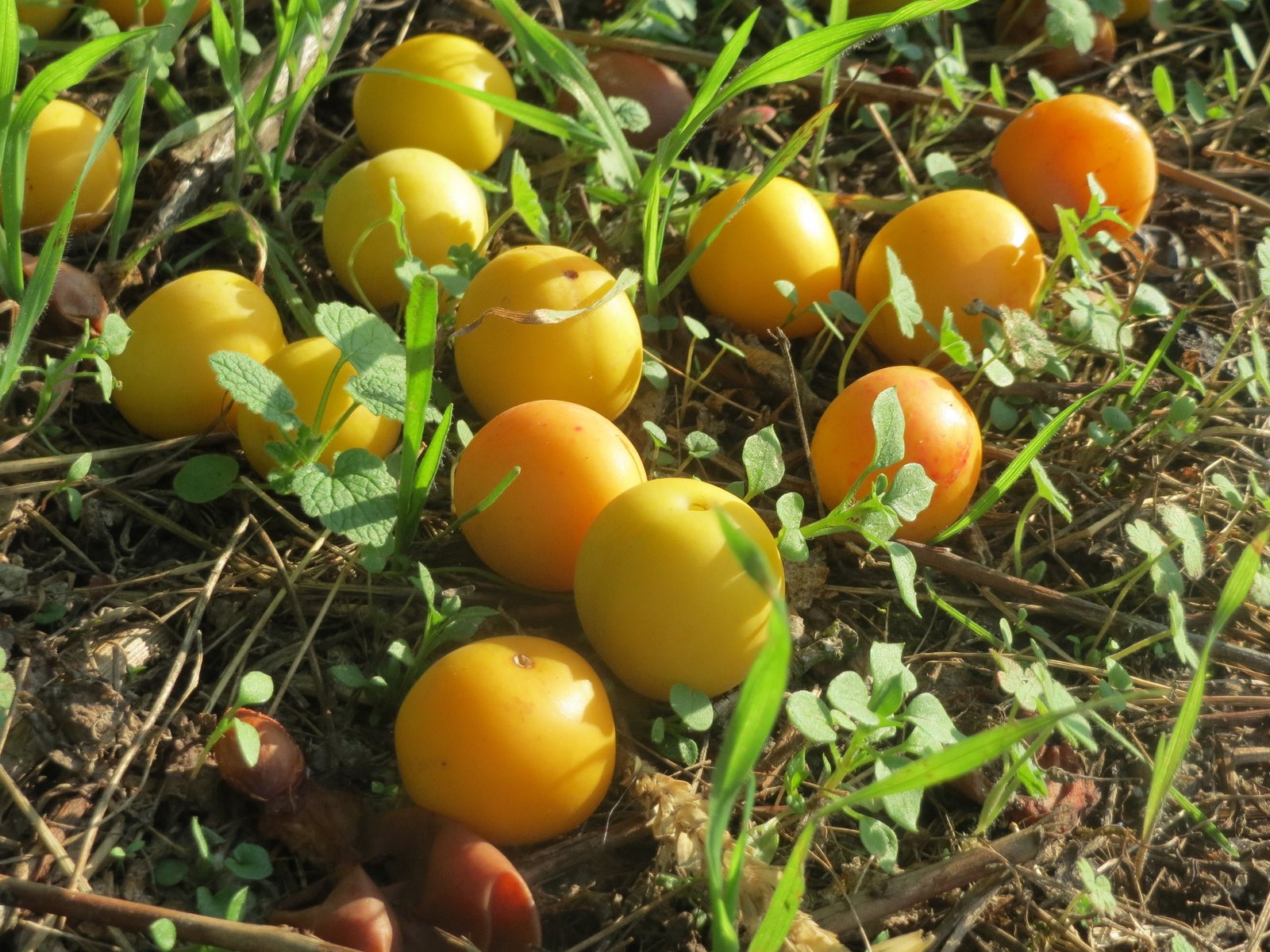 Purple-leaf plum