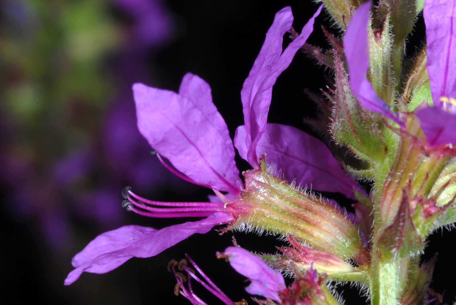 Purple loosestrife
