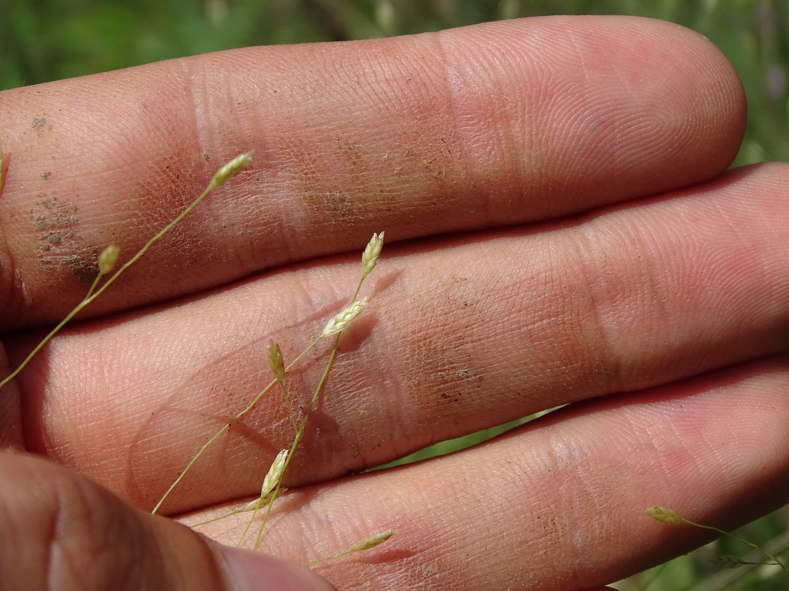 Purple lovegrass