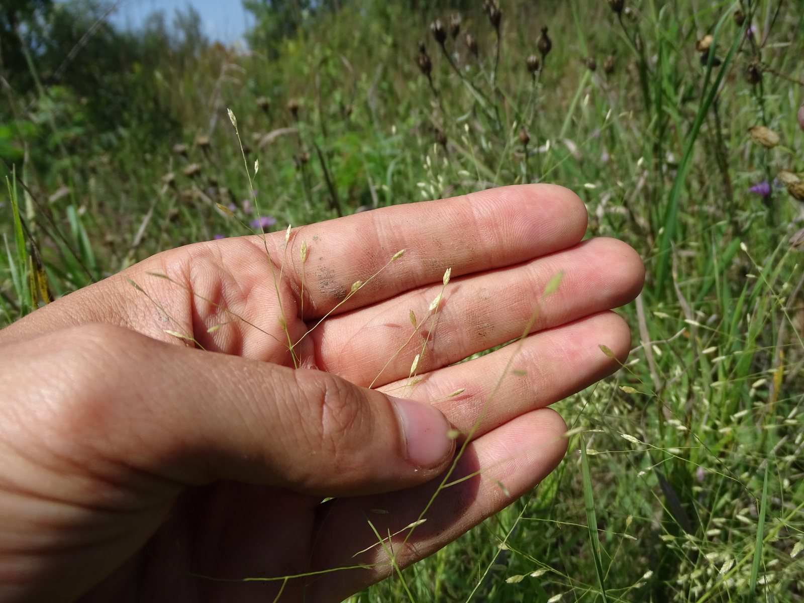 Purple lovegrass