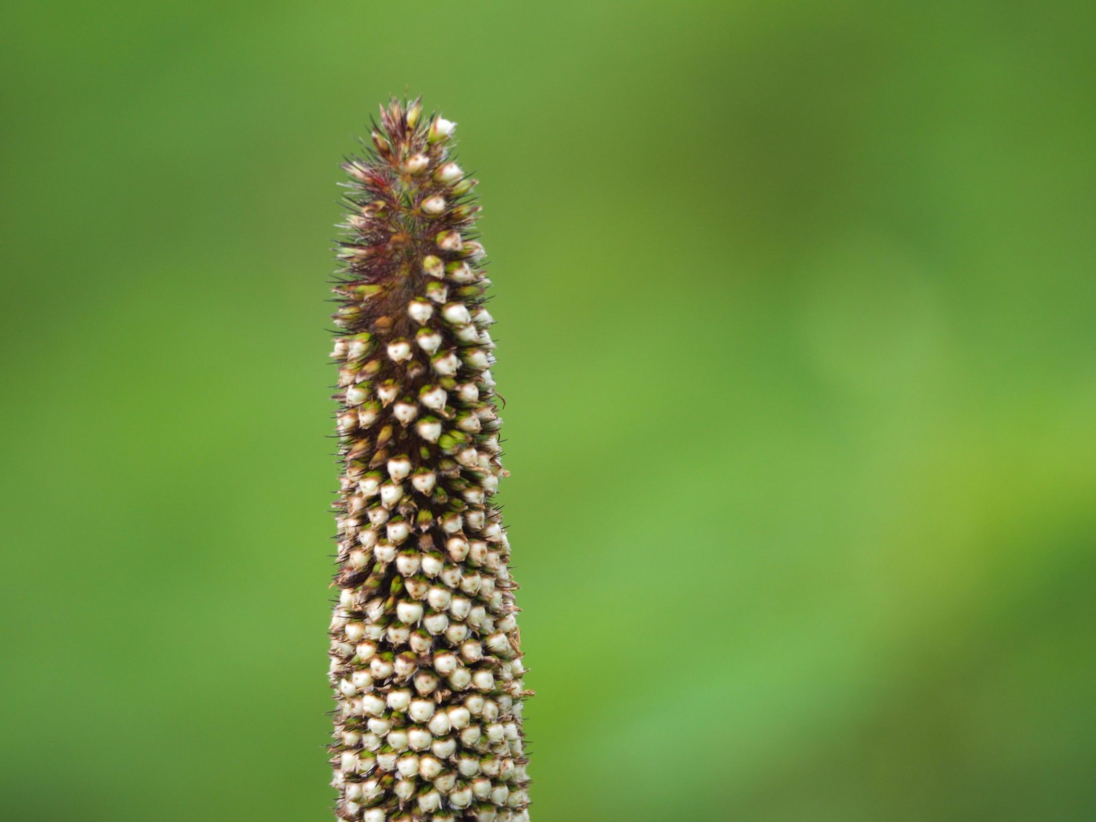 Purple Majesty millet