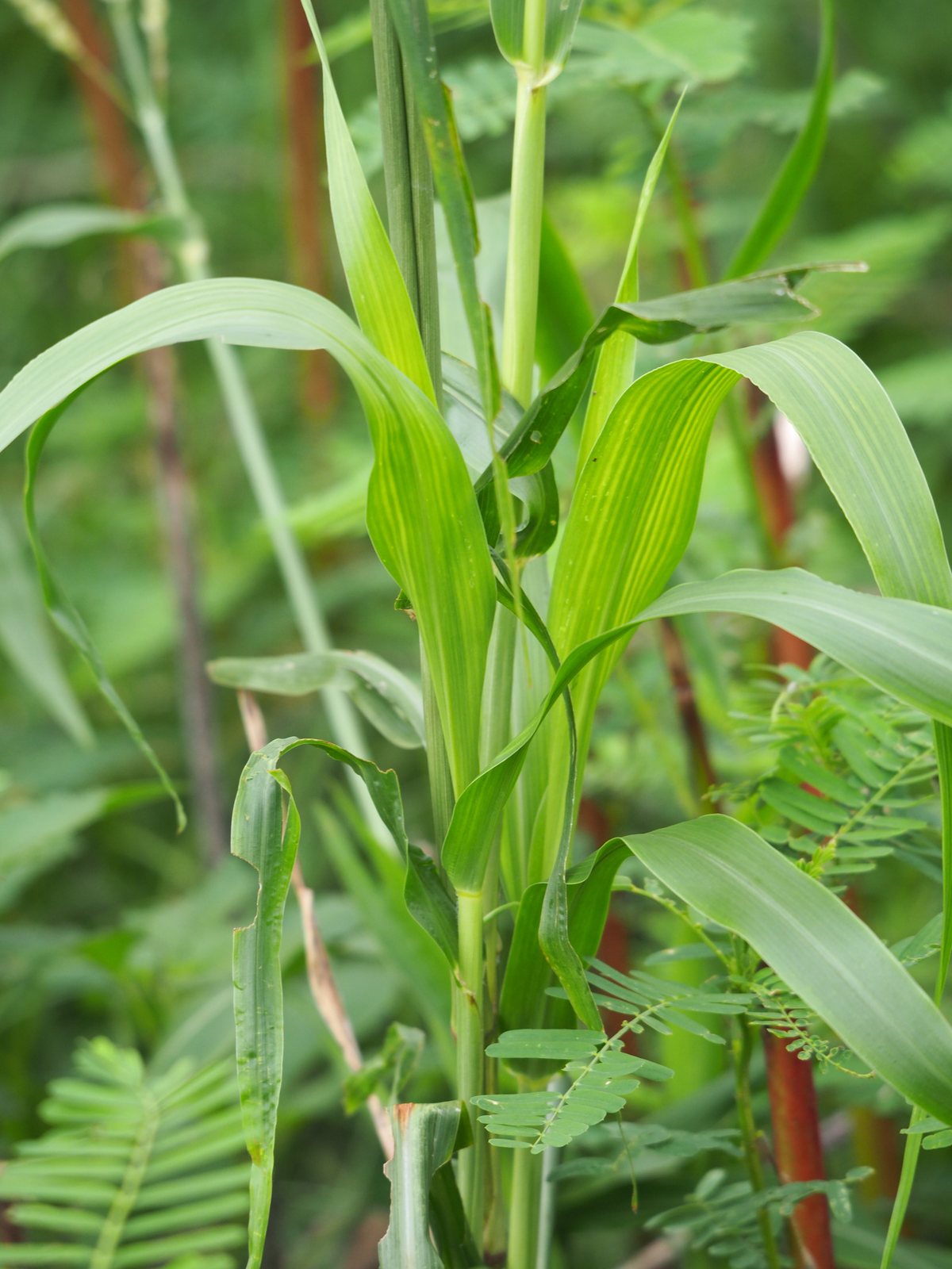 Purple Majesty millet