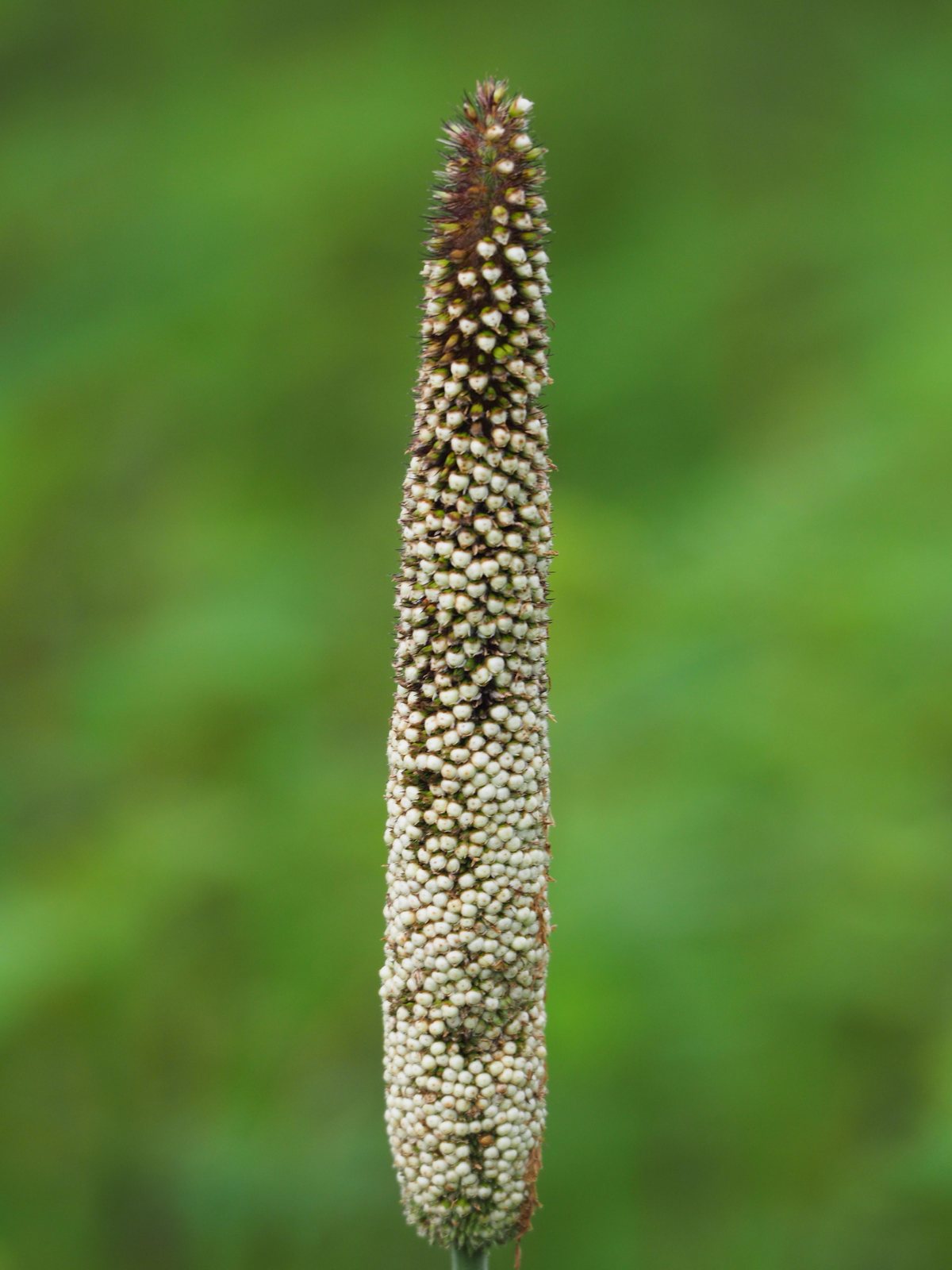 Purple Majesty millet
