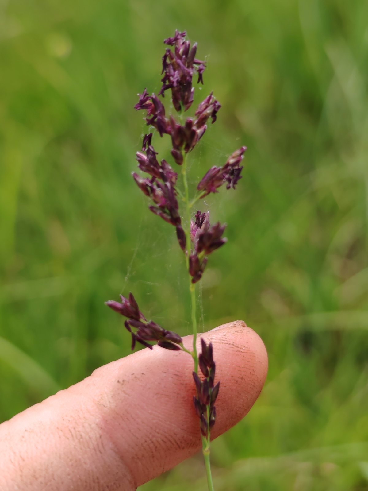 Purple moor grass