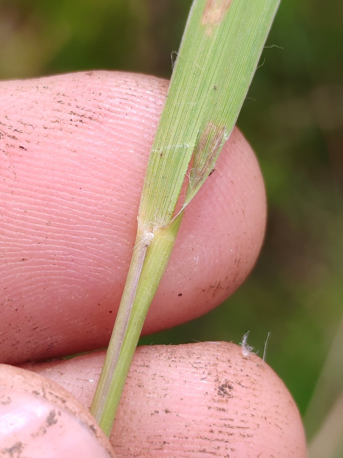 Purple moor grass