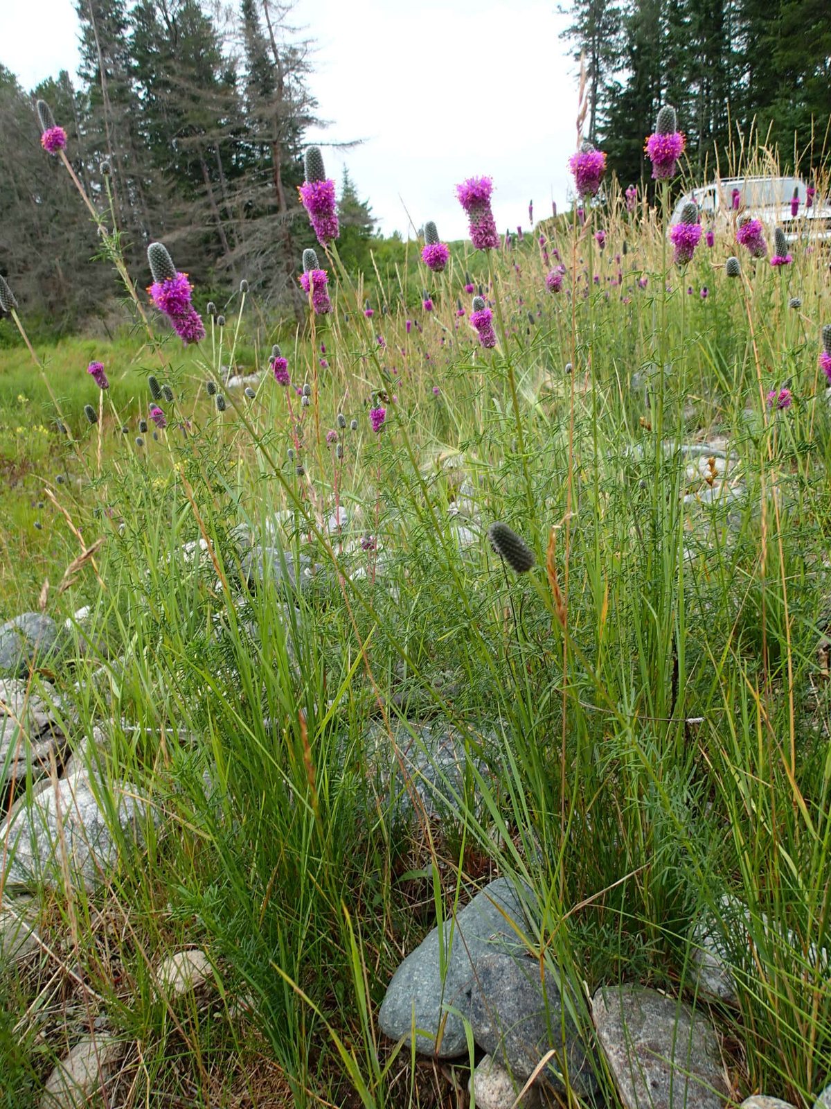 Purple prairie clover