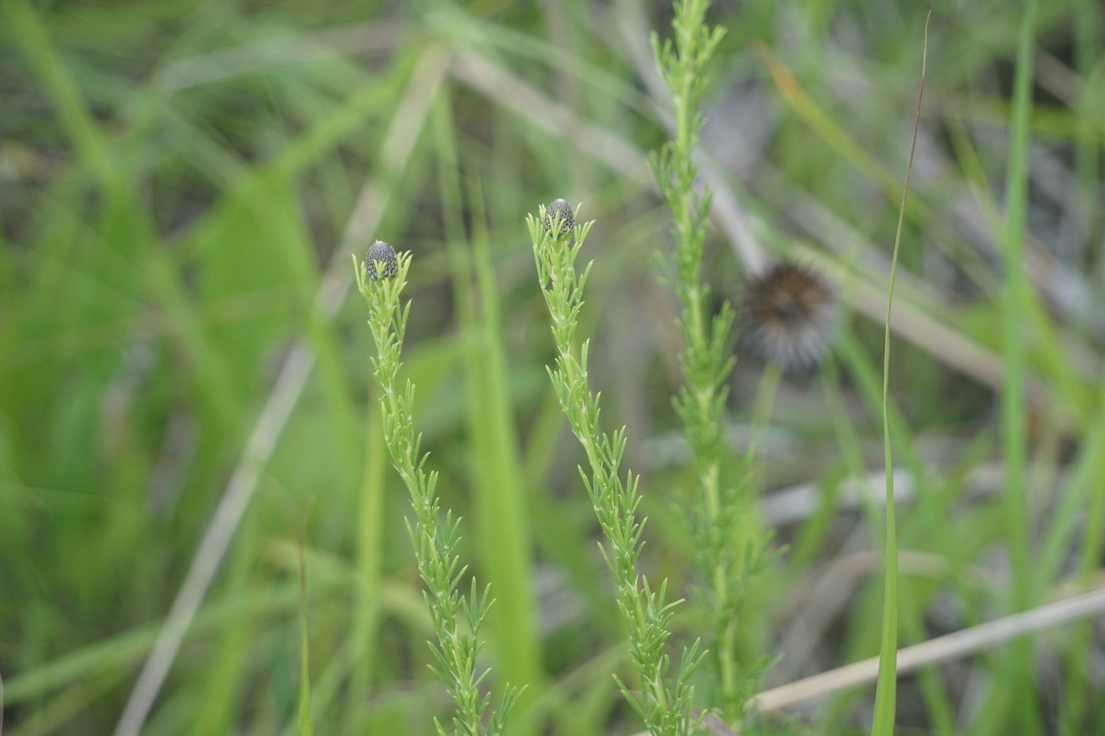 Purple prairie clover