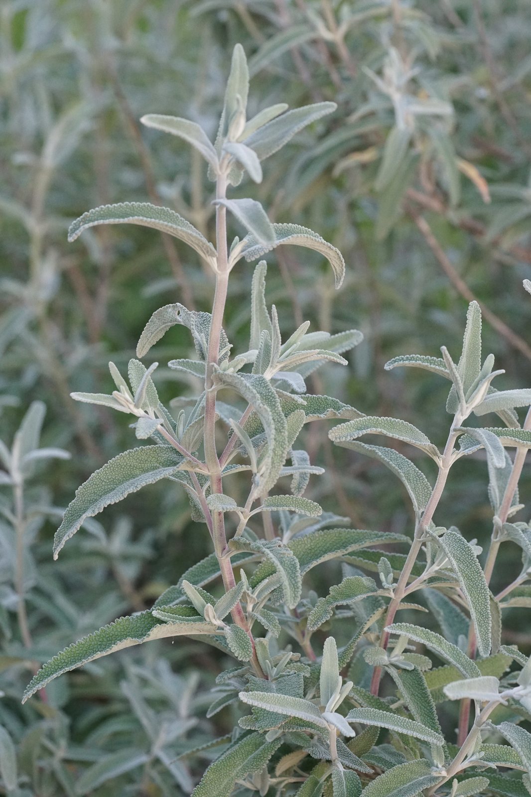 Purple sage