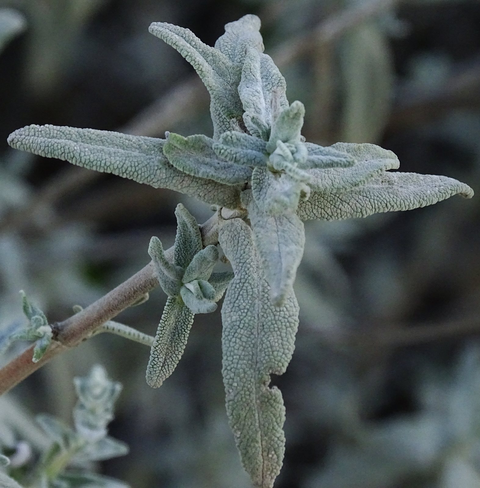 Purple sage