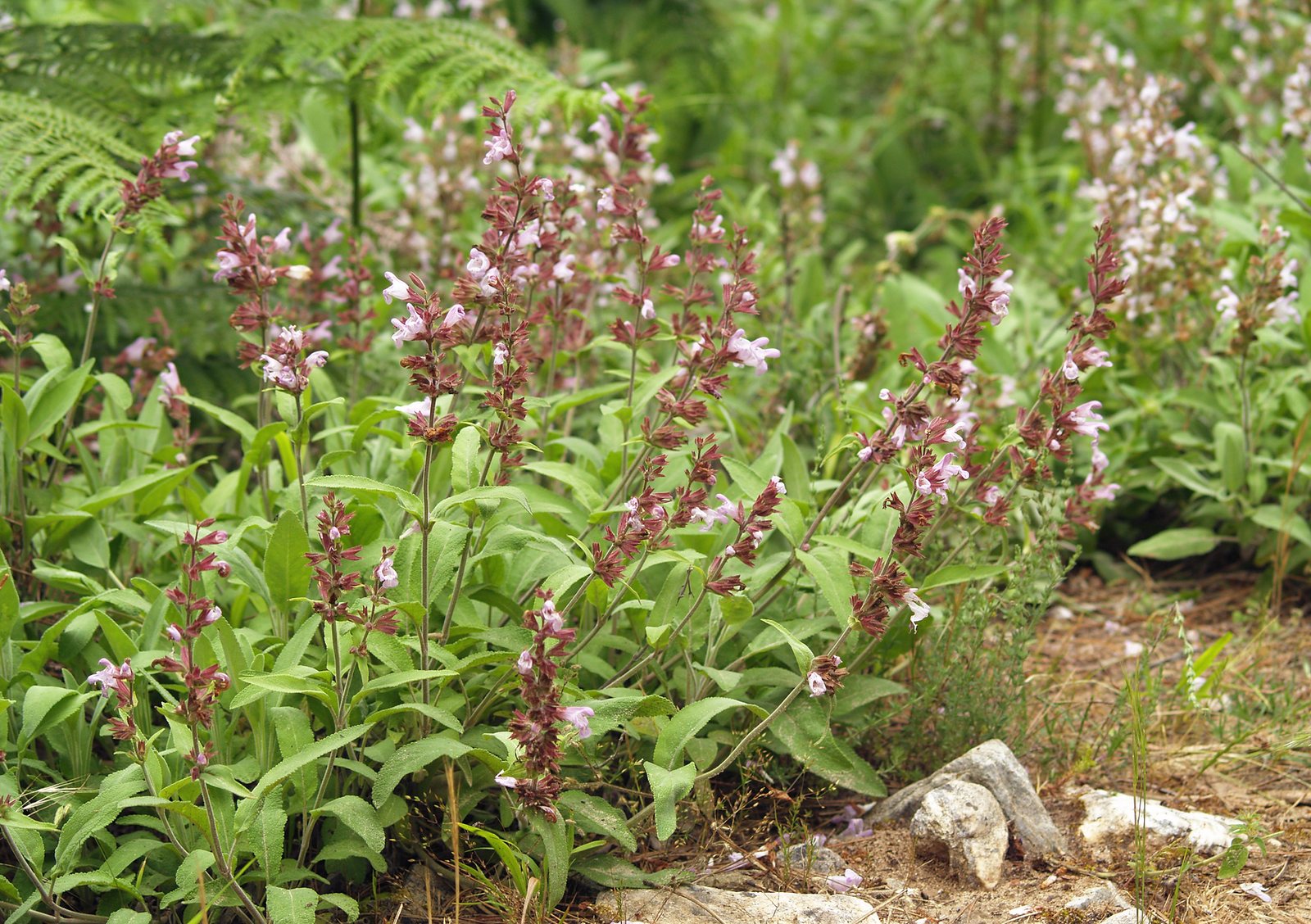 Purple sage