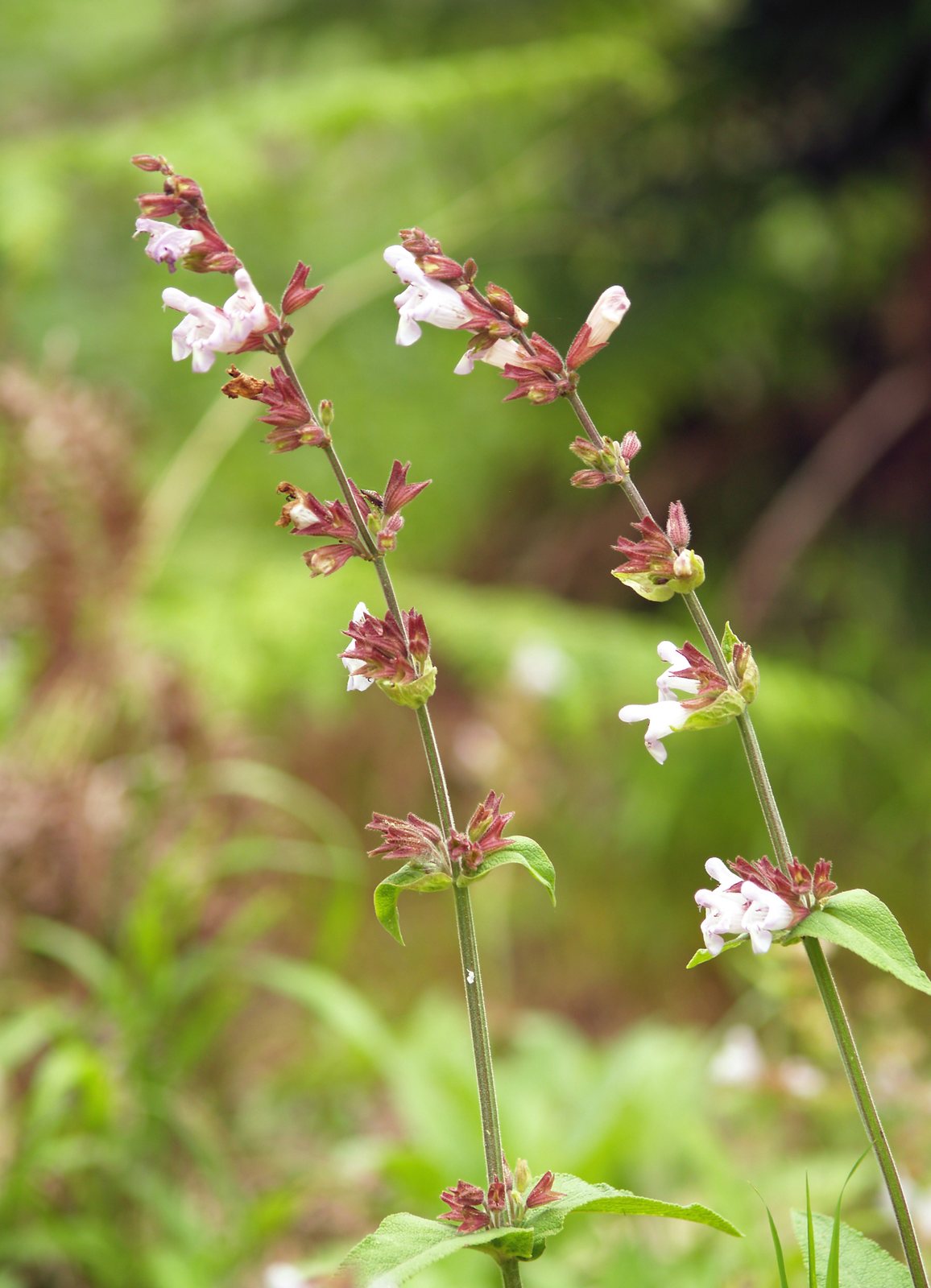 Purple sage