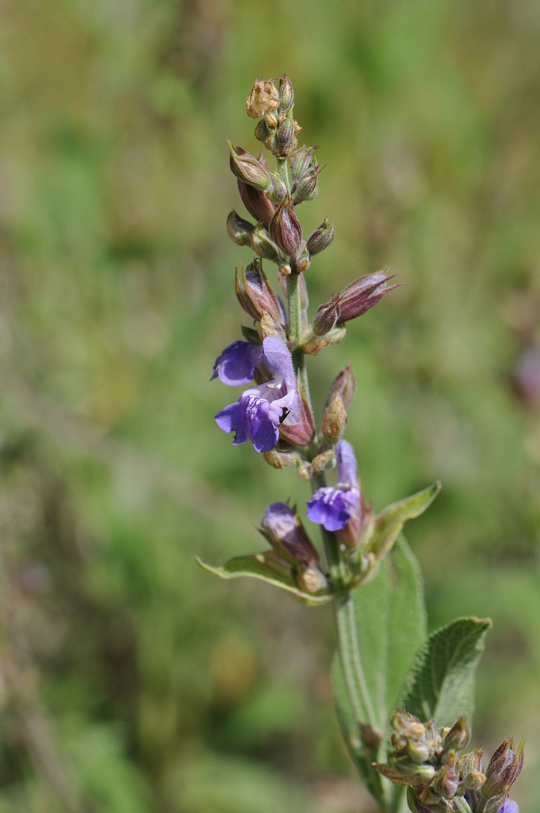 Purple sage