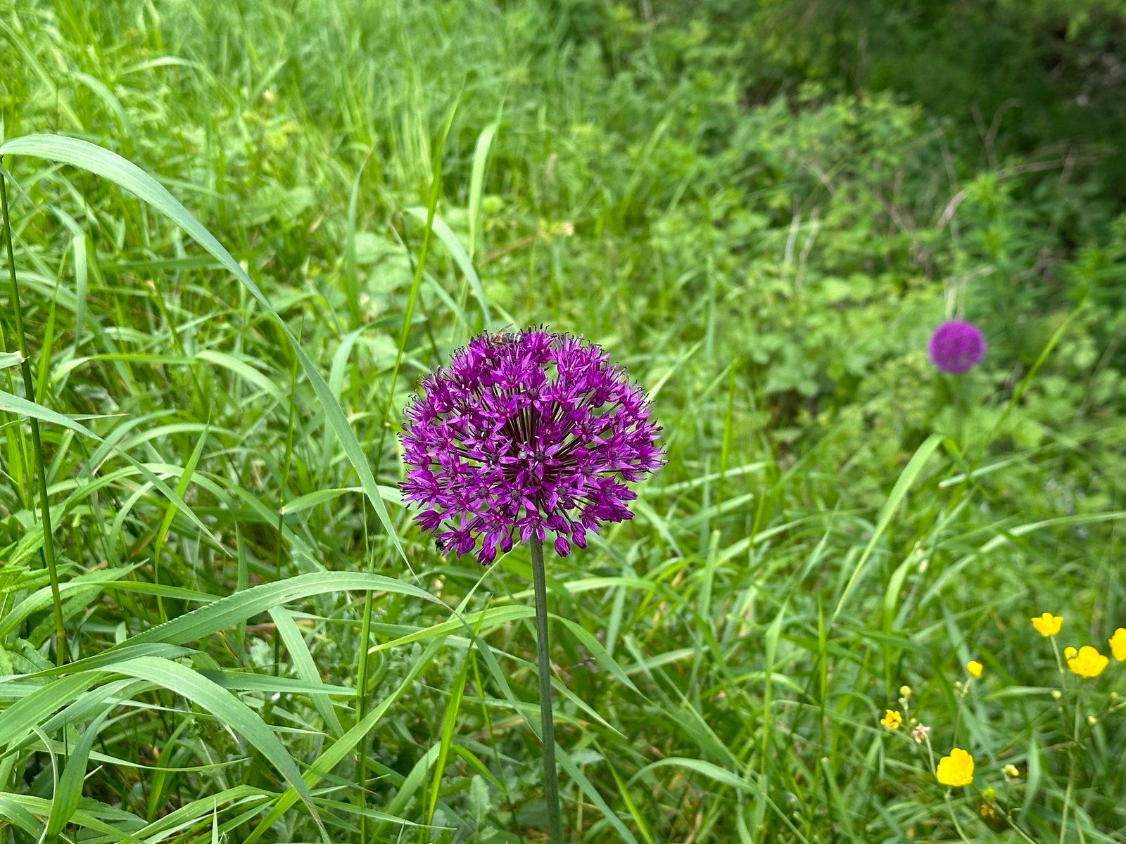 Purple Sensation allium