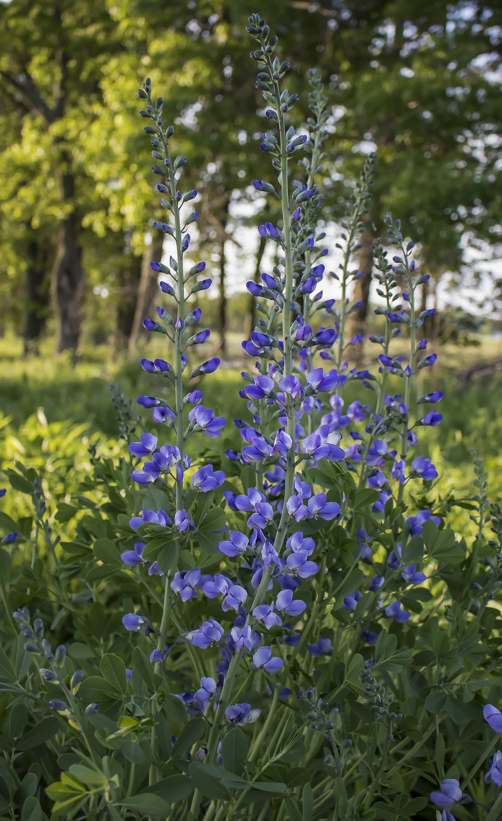 Purple Smoke false indigo