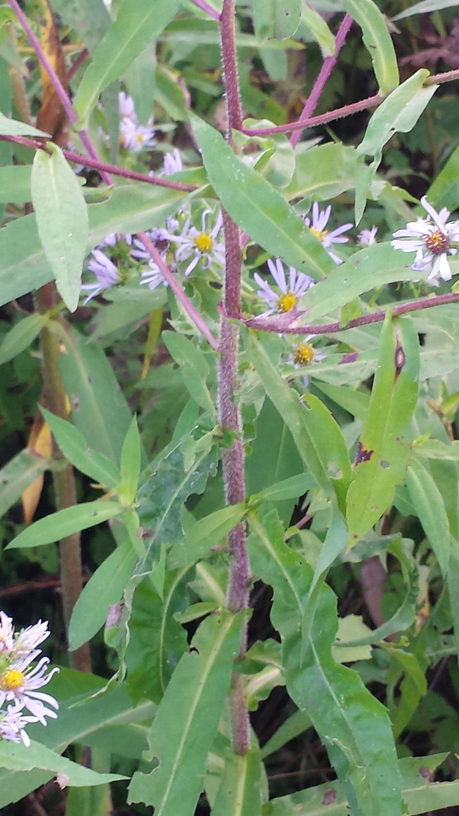Purple-stemmed aster