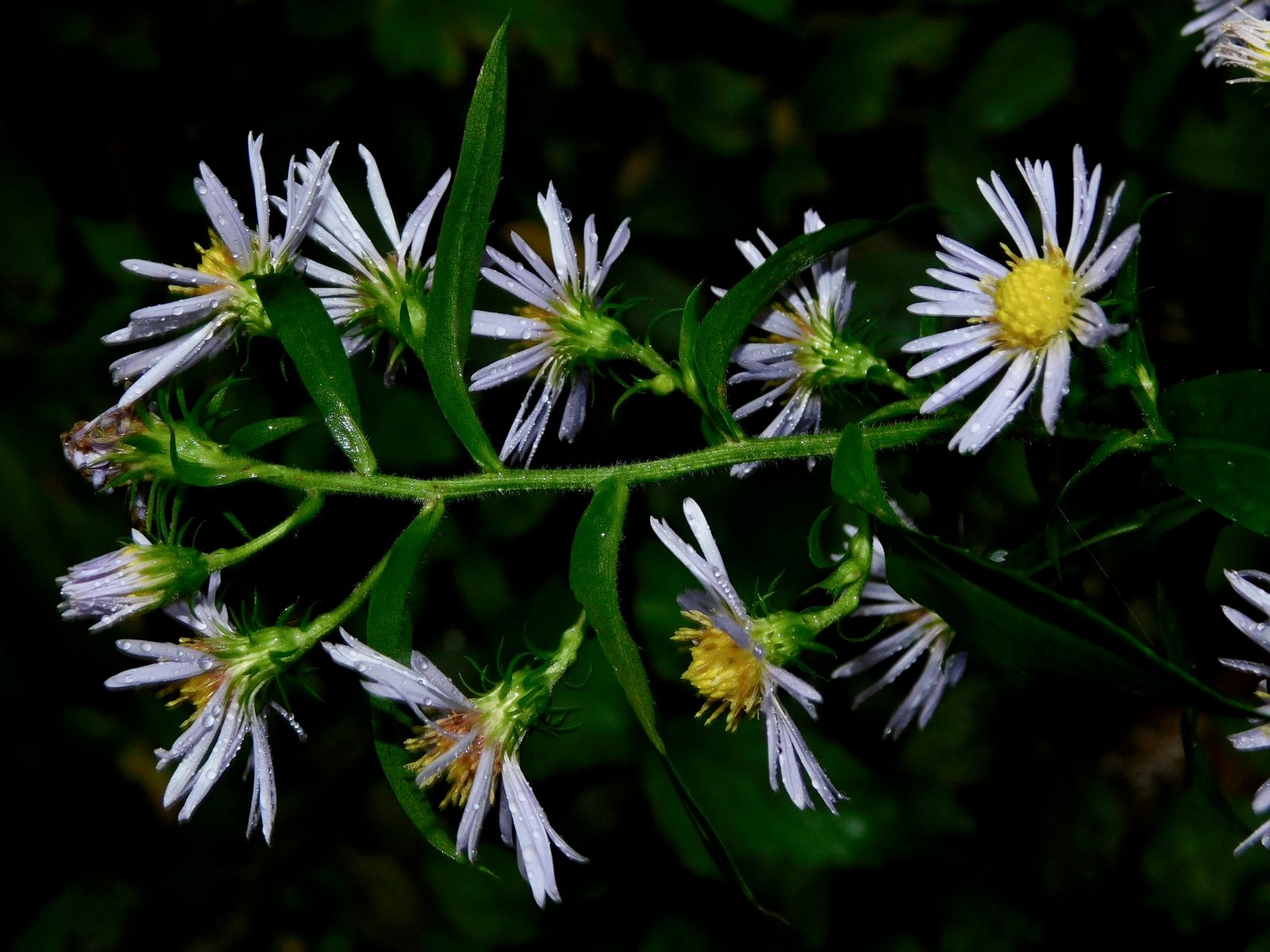 Purple-stemmed aster