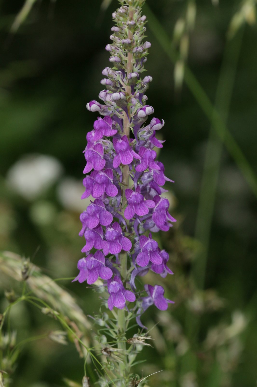 Purple toadflax