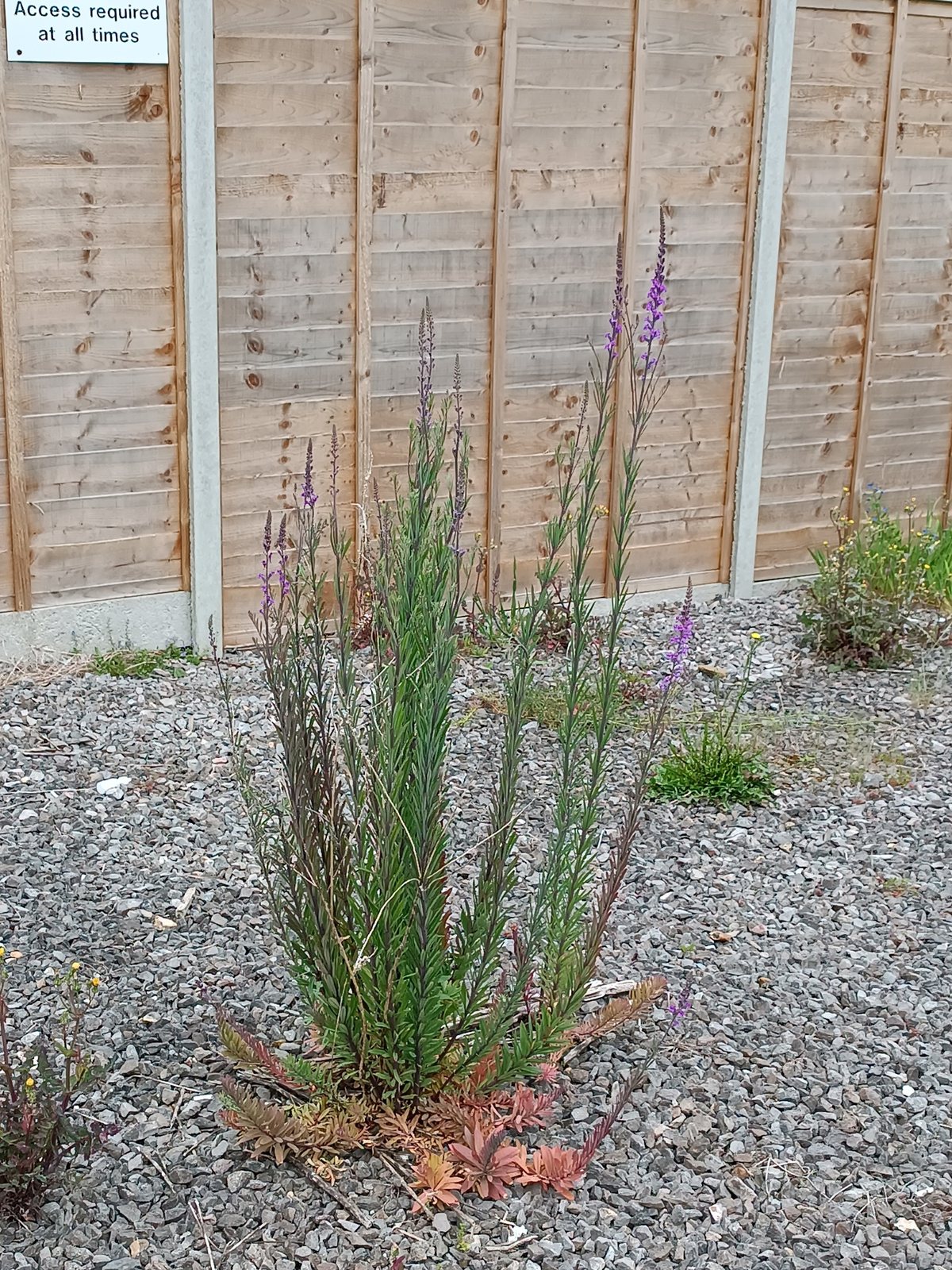 Purple toadflax