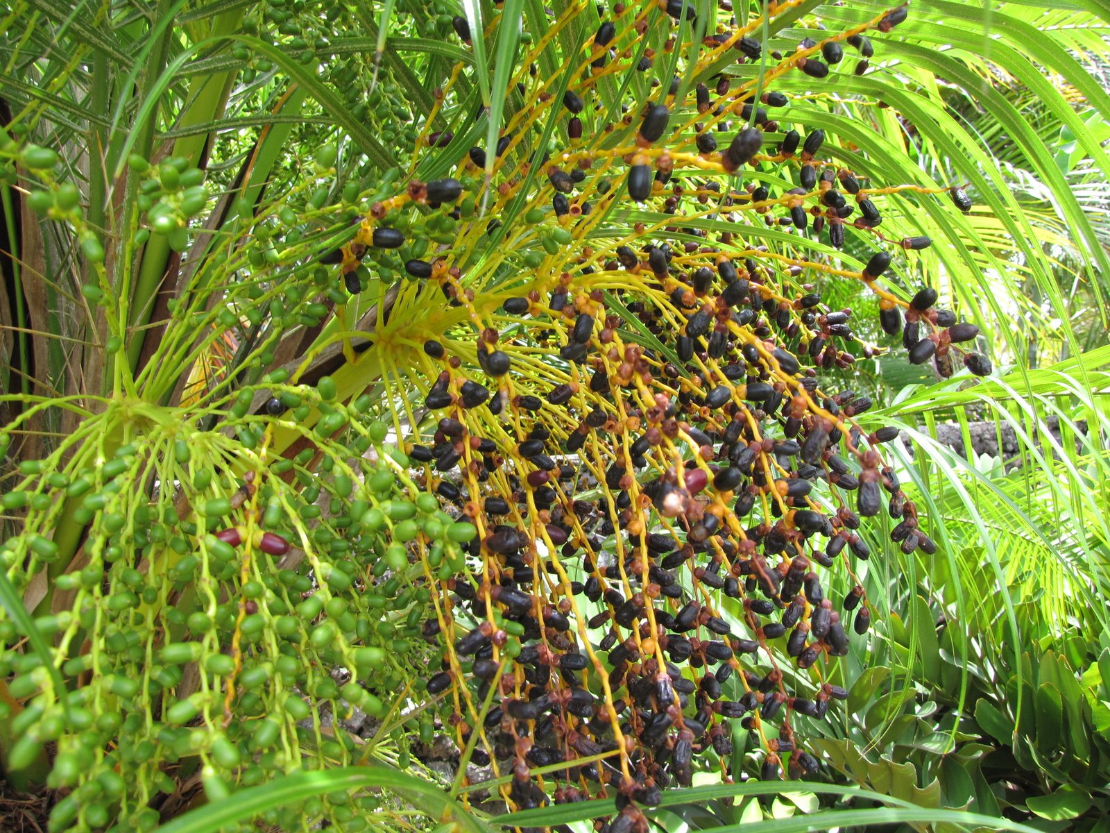 Pygmy date palm