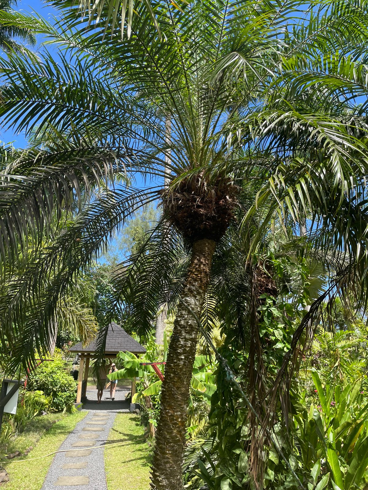 Pygmy date palm