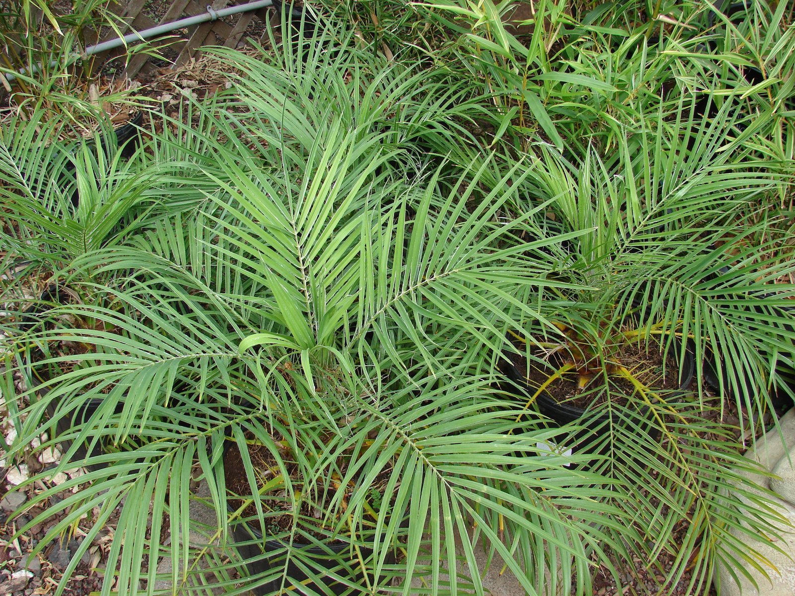 Pygmy date palm