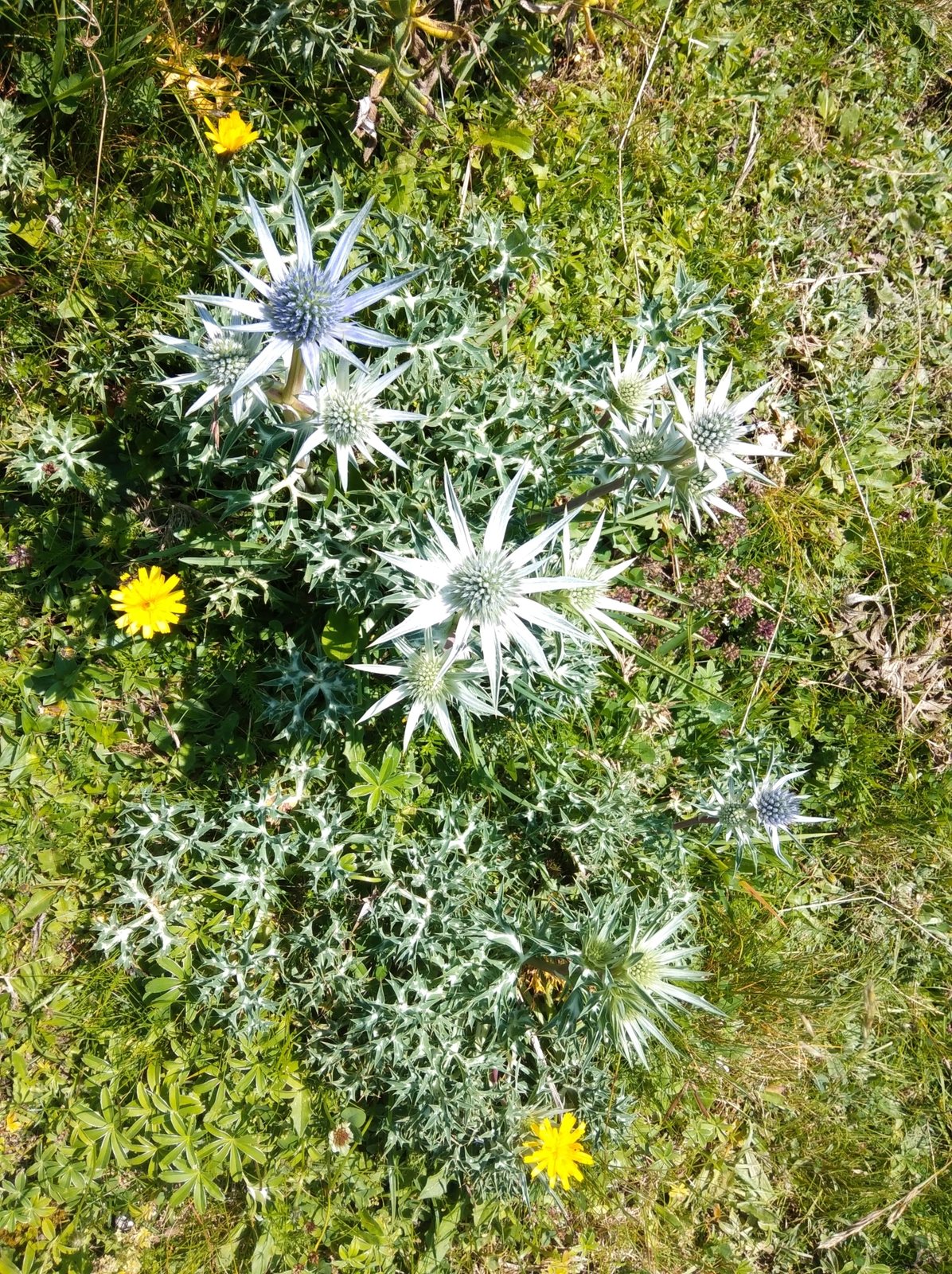 Pyrenean sea holly