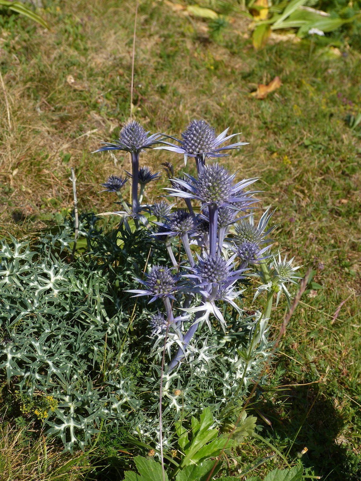 Pyrenean sea holly